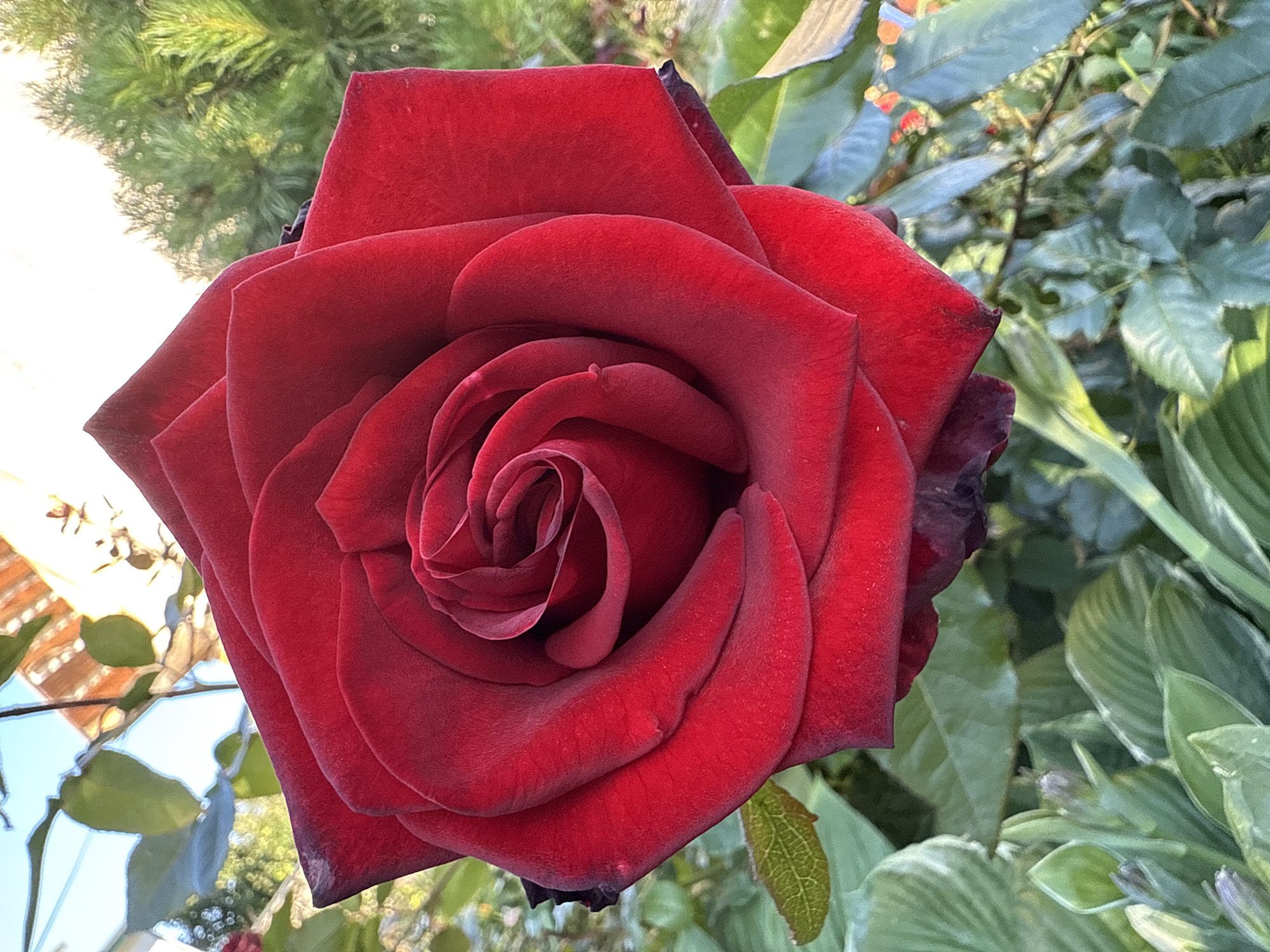 Summer garden tour in Chaikovsky, roses and more