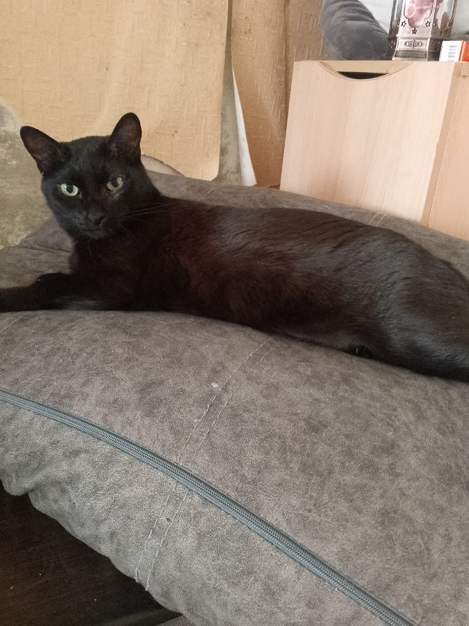 Cat, desk setup, and shipyard imagery from Kirov
