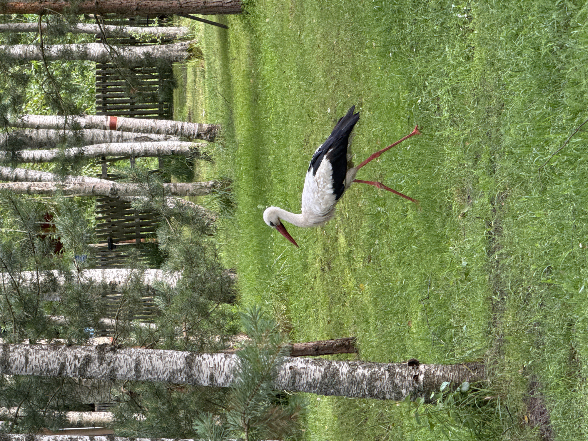 White stork foraging near a log cabin in rural Lithuania