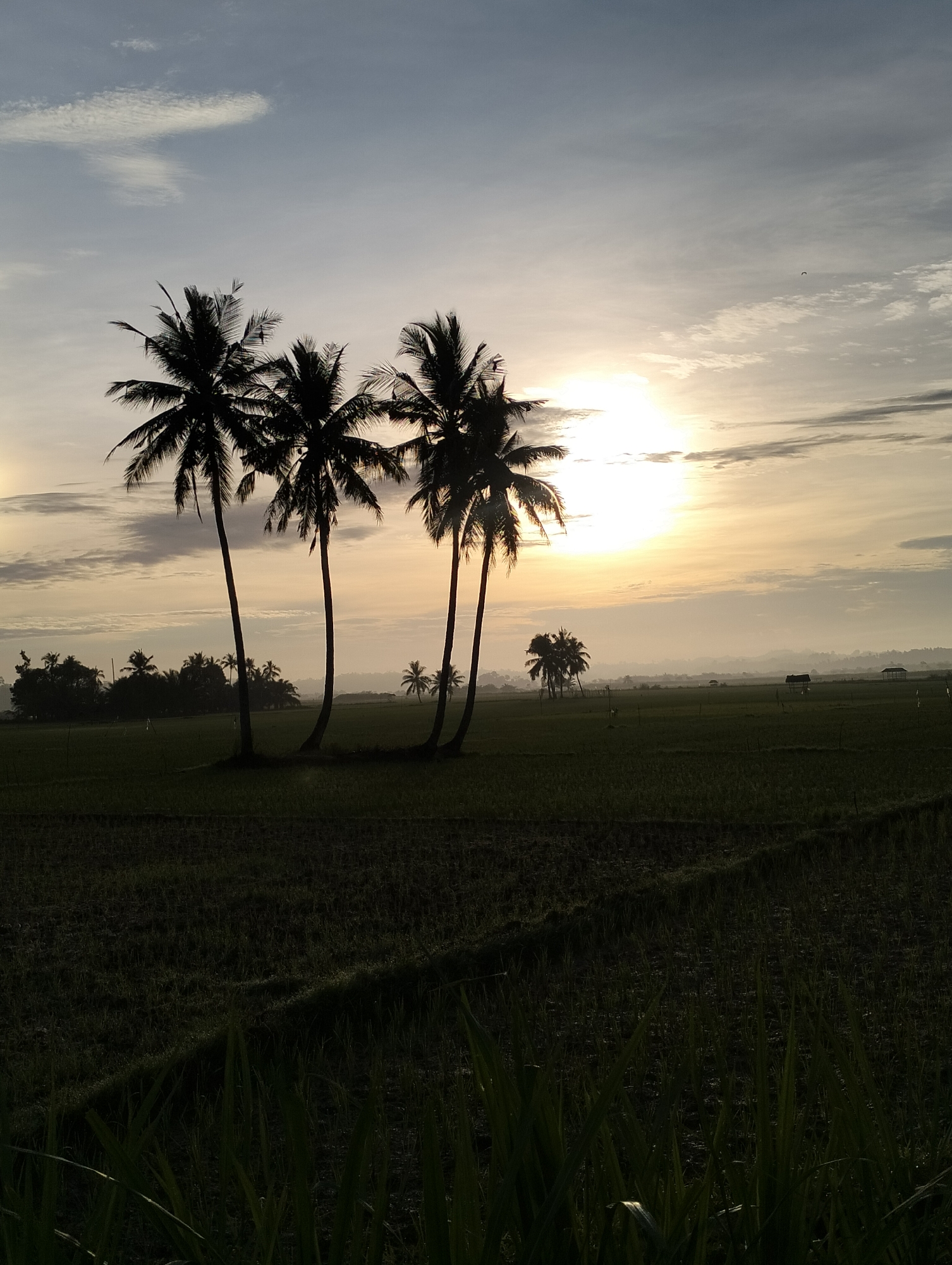Rice fields and coconut palms at sunrise, Cotentung, Indonesia