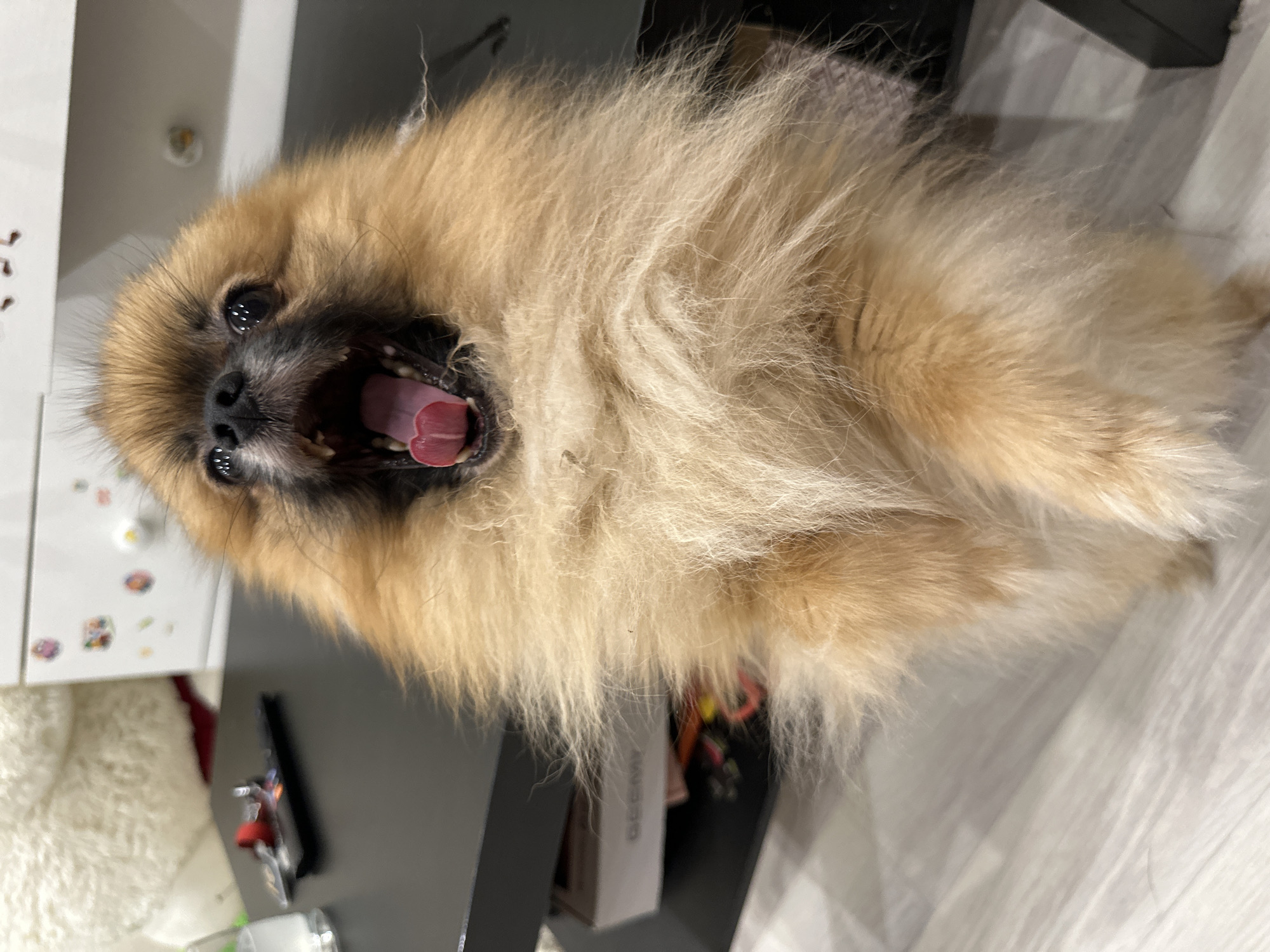 Pomeranian dog in various candid and posed shots