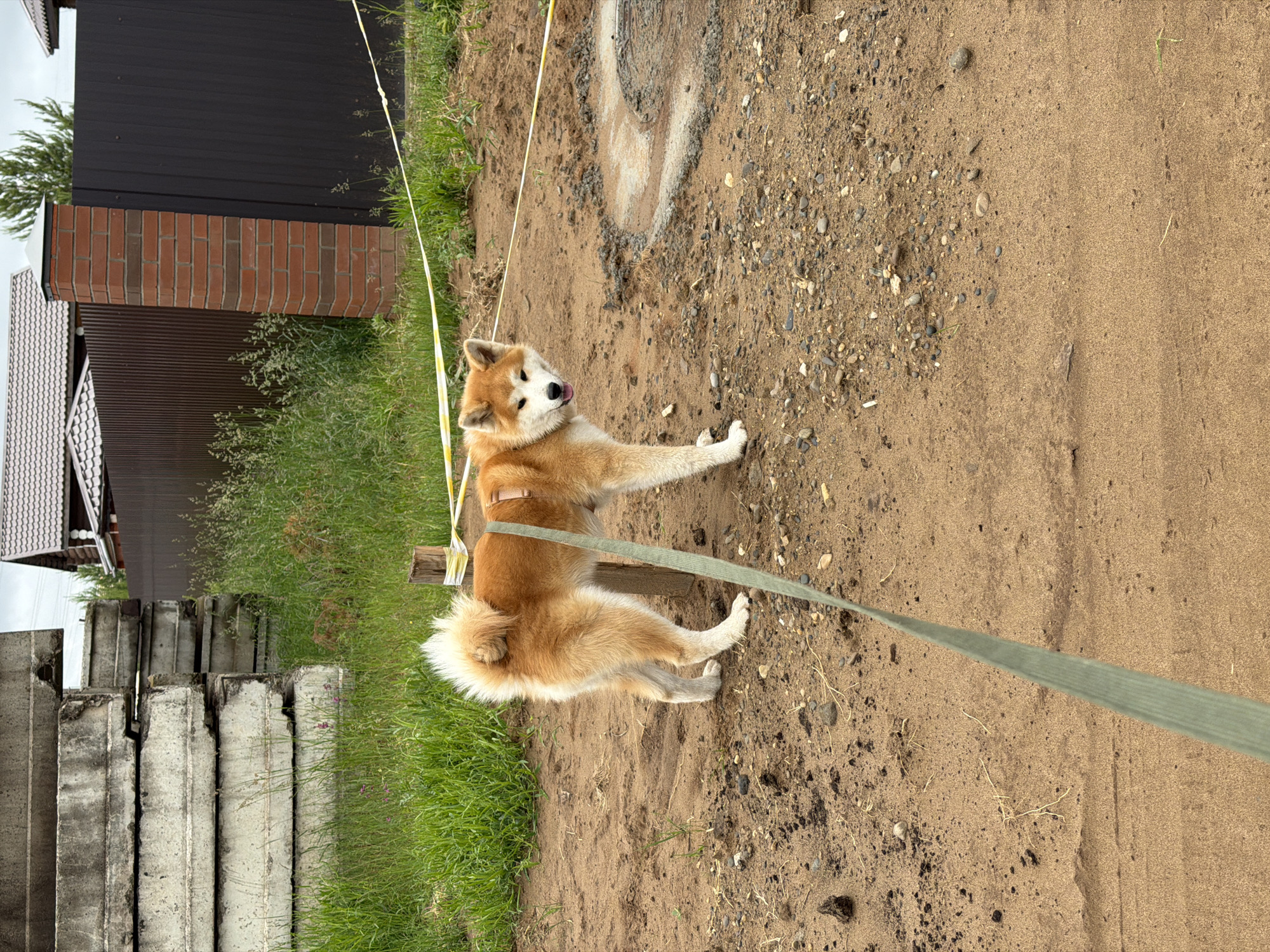 Pink-haired woman walks Akita dog in early morning Chaikovsky