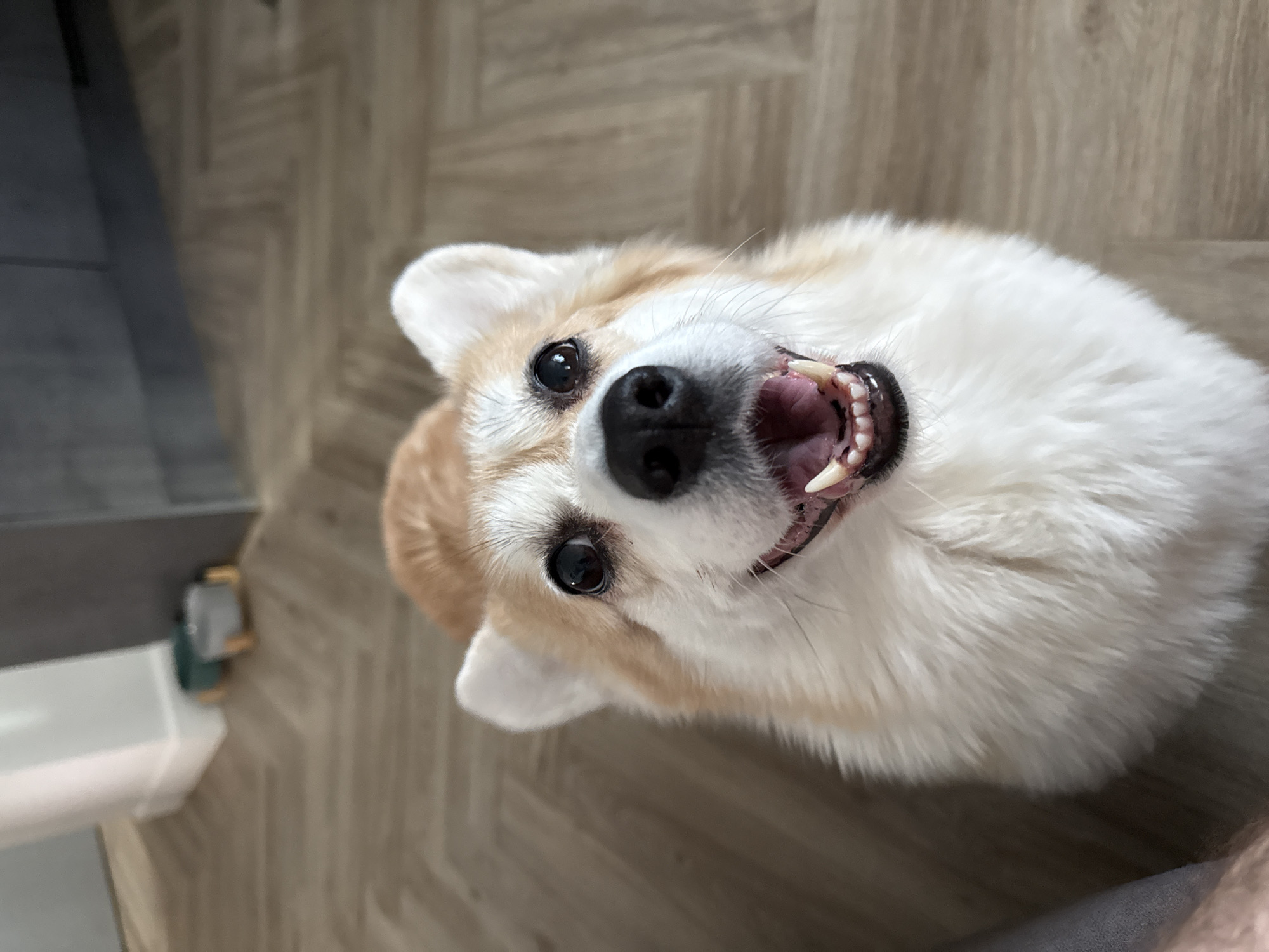 Krasnoyarsk resident shares corgi photos, Funko Pop collectible