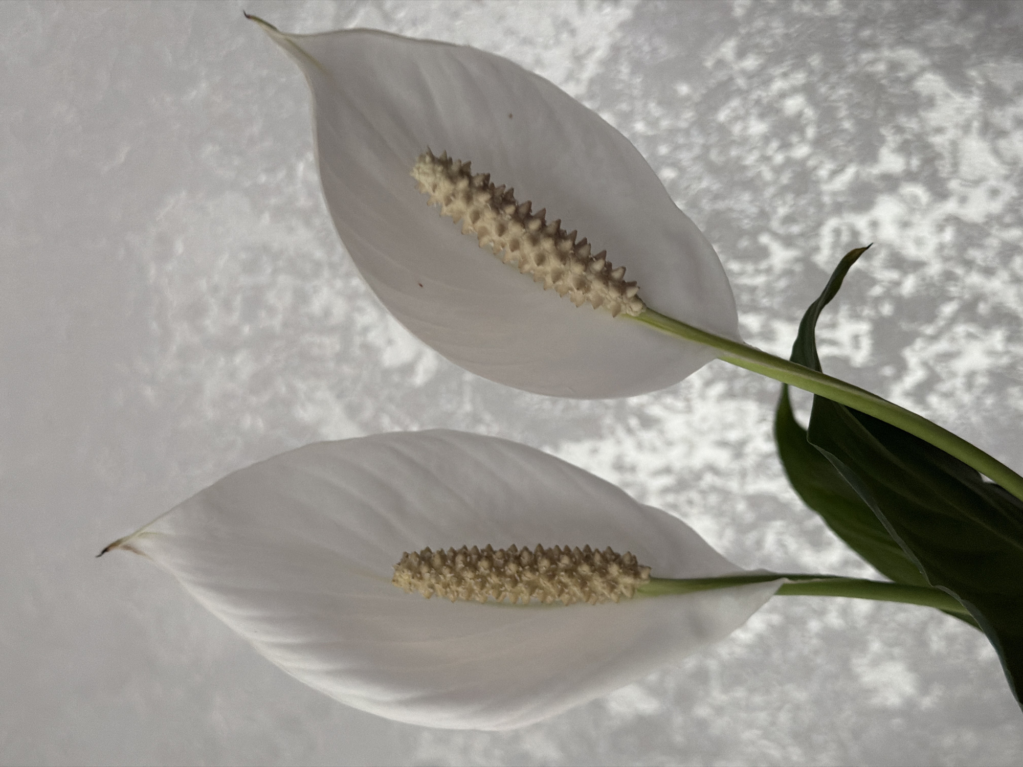Close-up flower photography documented at single location