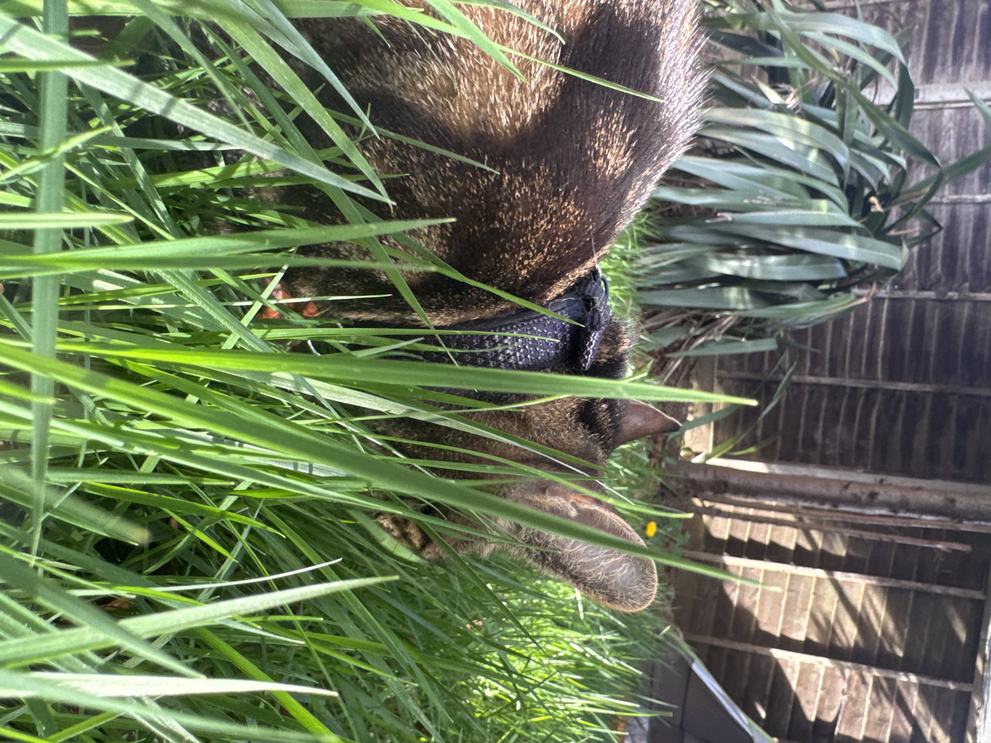 Animals gather in dandelion field in Desborough