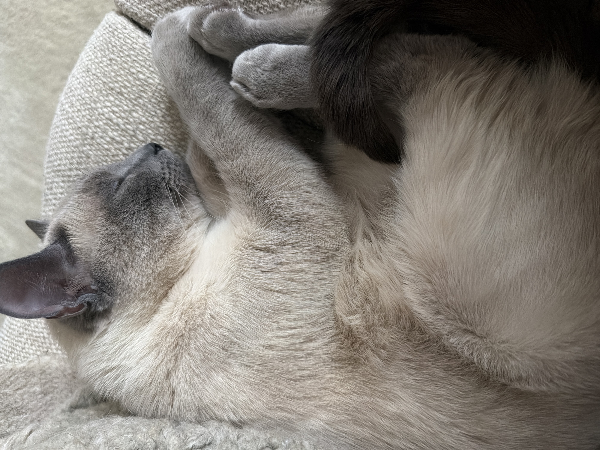 Cat naps on cushion in Paris