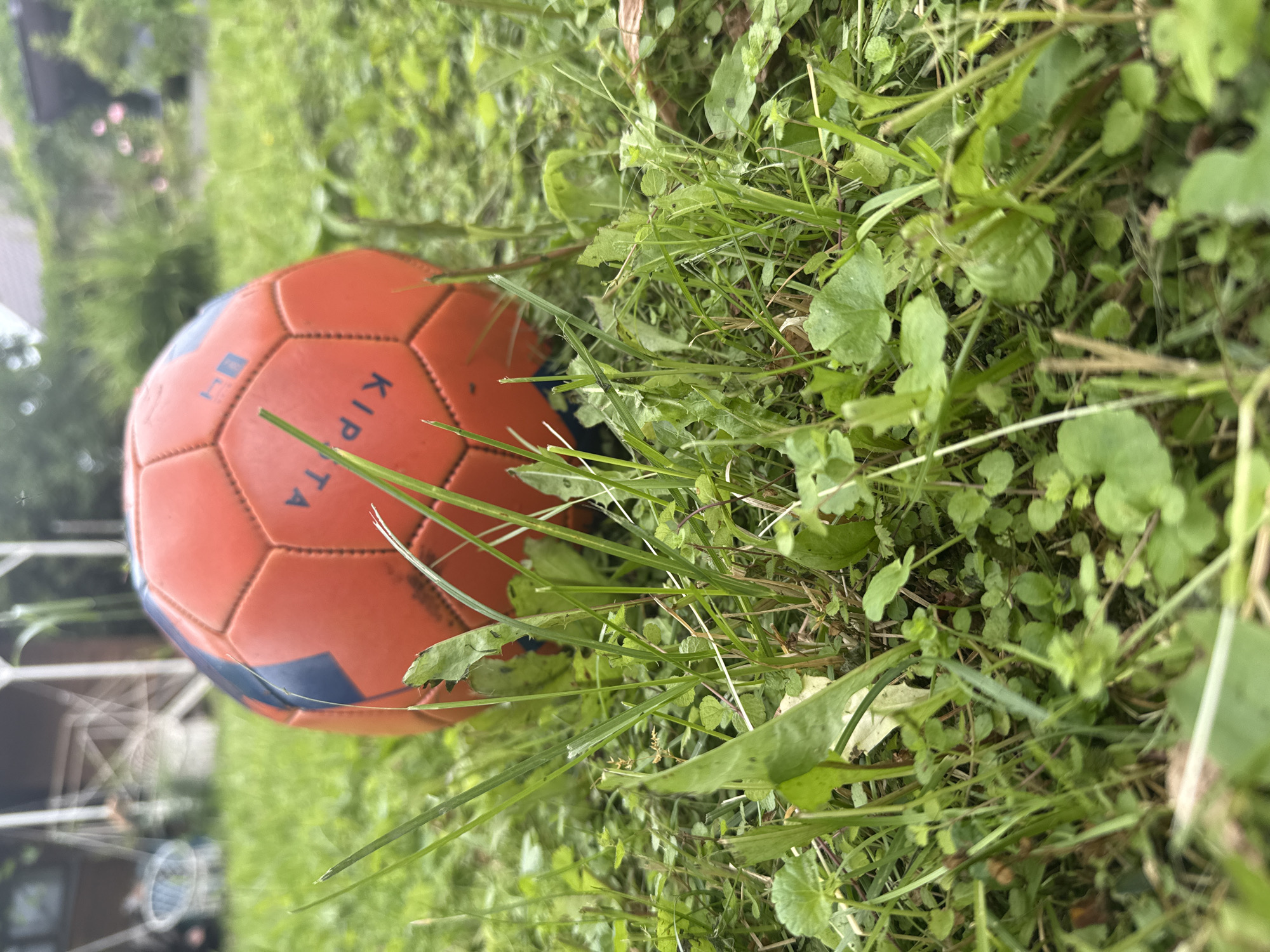 Dacha summer morning: garden, fruit, dog, and downtime