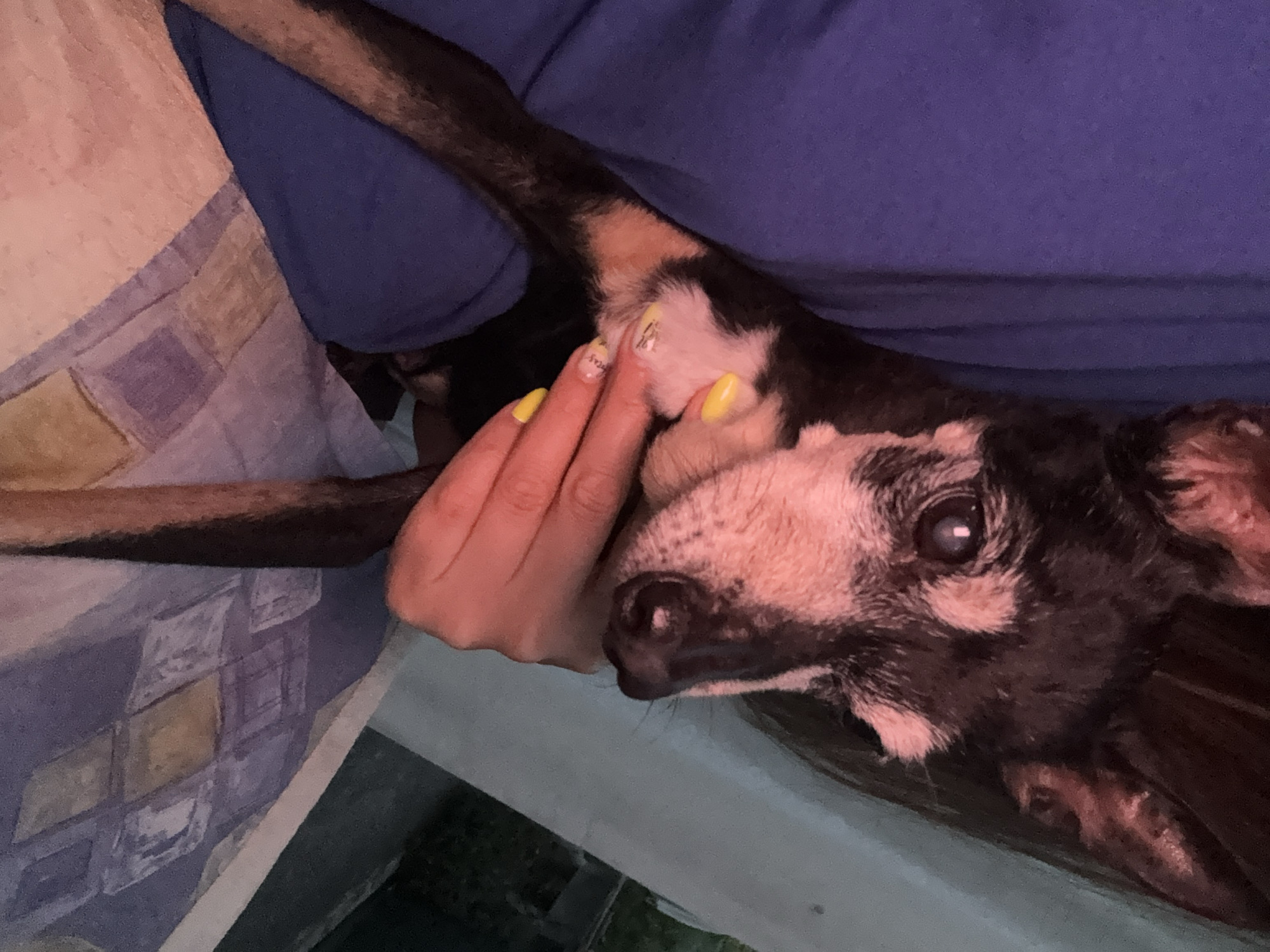 An aging dog and fresh cherries in rural Bulgaria