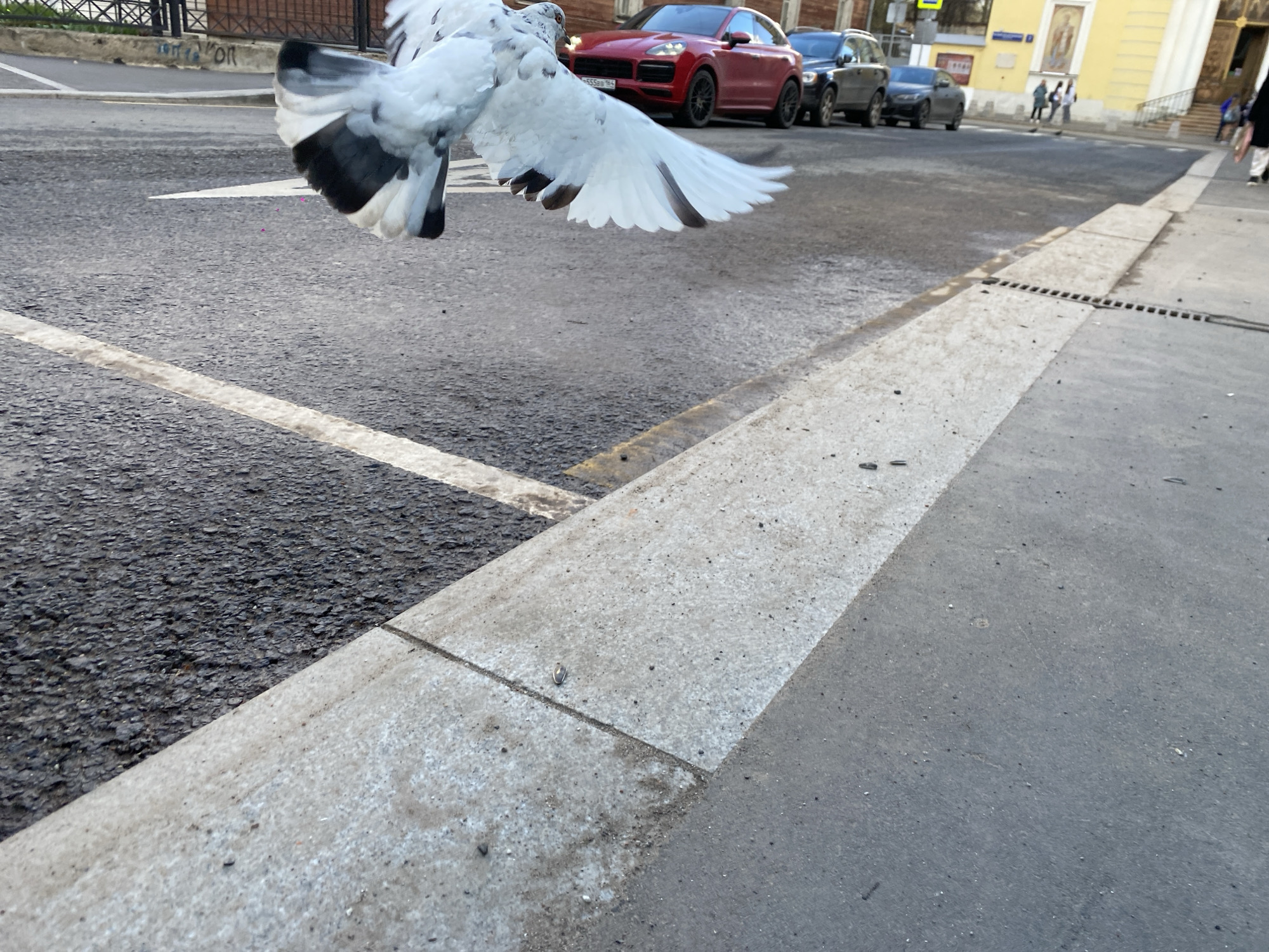 Pigeon hovers over Moscow street amid traffic and pedestrians