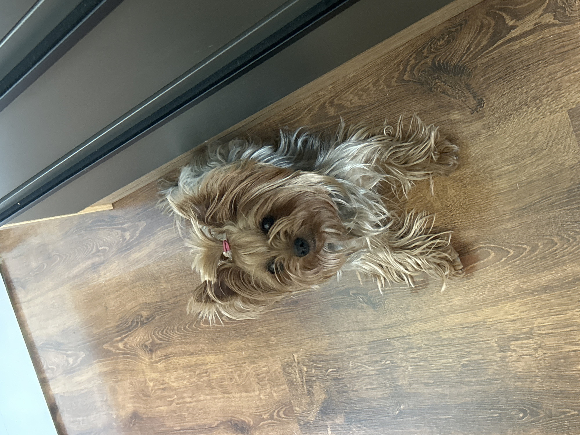 Yorkshire Terrier with pink ribbon spotted in Burgas home