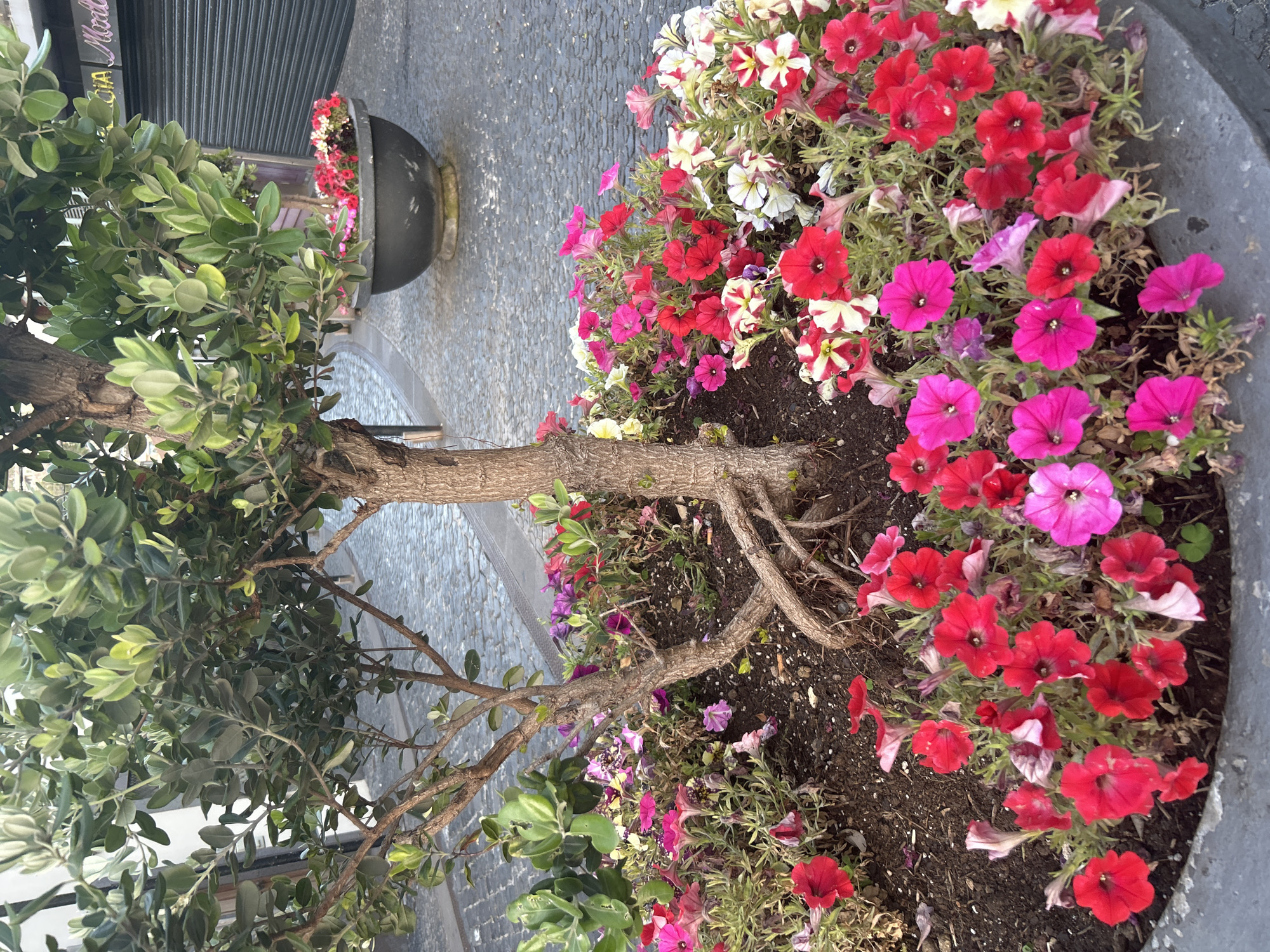 Evening stroll captures flowers, church, coastline in Câmara de Lobos