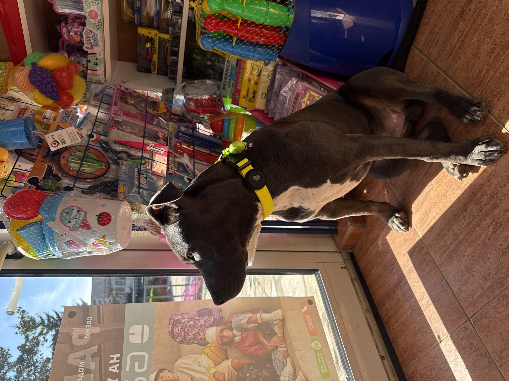 Dog rests in toy shop doorway in Aksakovo