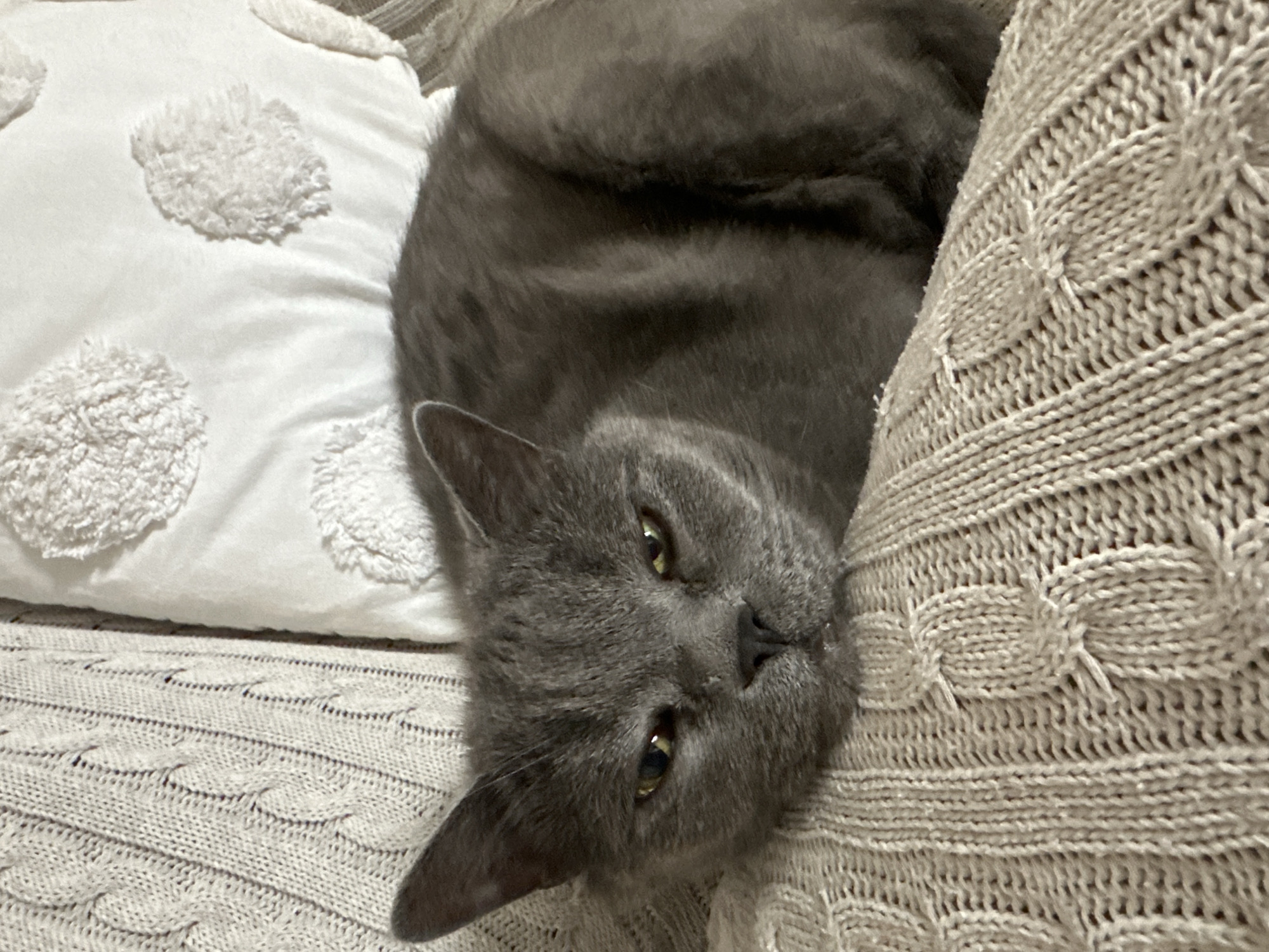 Cozy home scene with a relaxed cat and lifestyle details