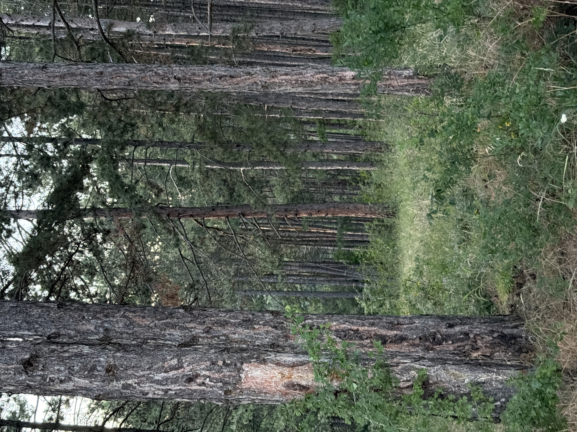 Jeep parked in a Bulgarian pine forest at dusk