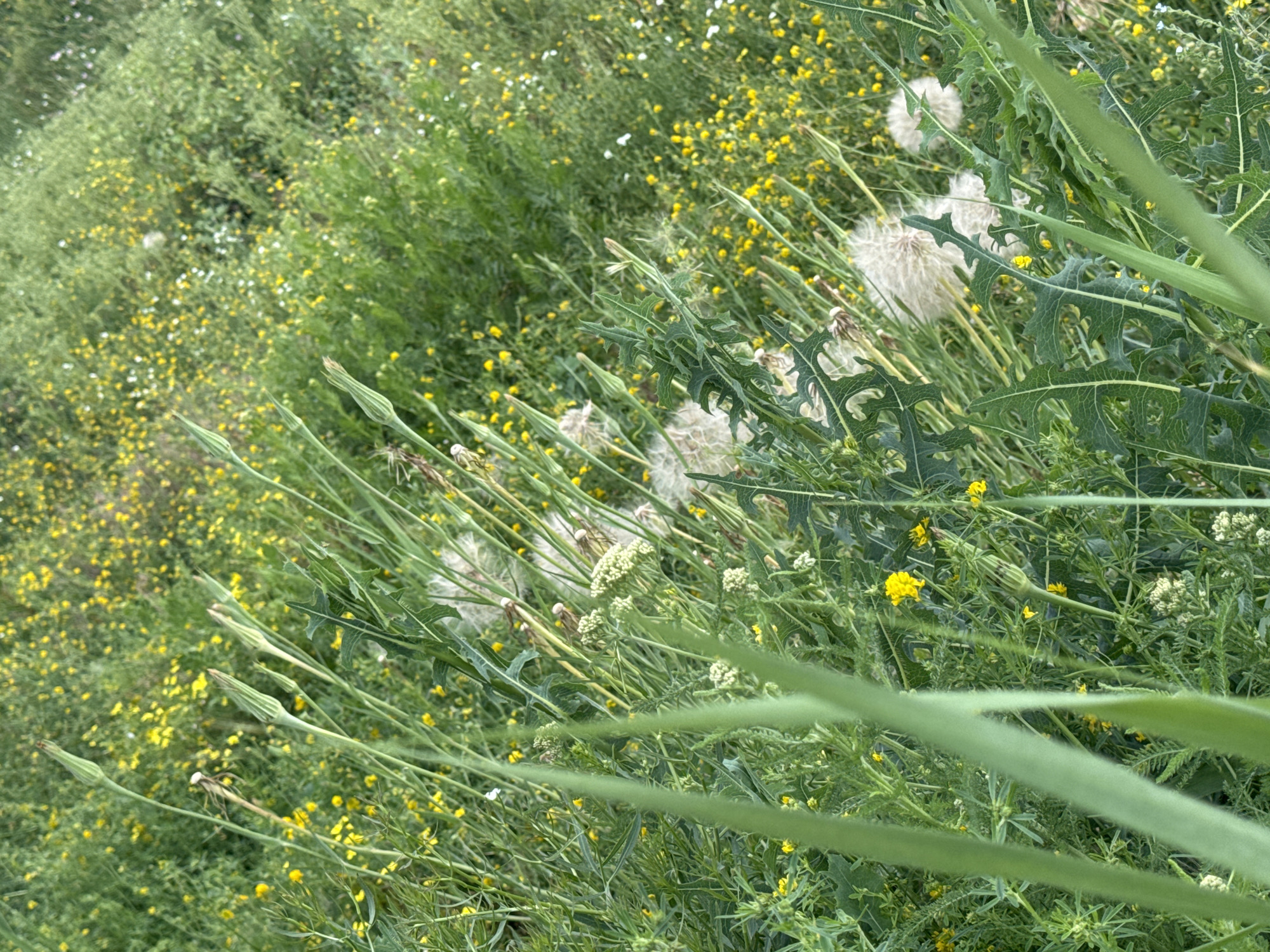Exploring a run-down site with stray cats and overgrown paths
