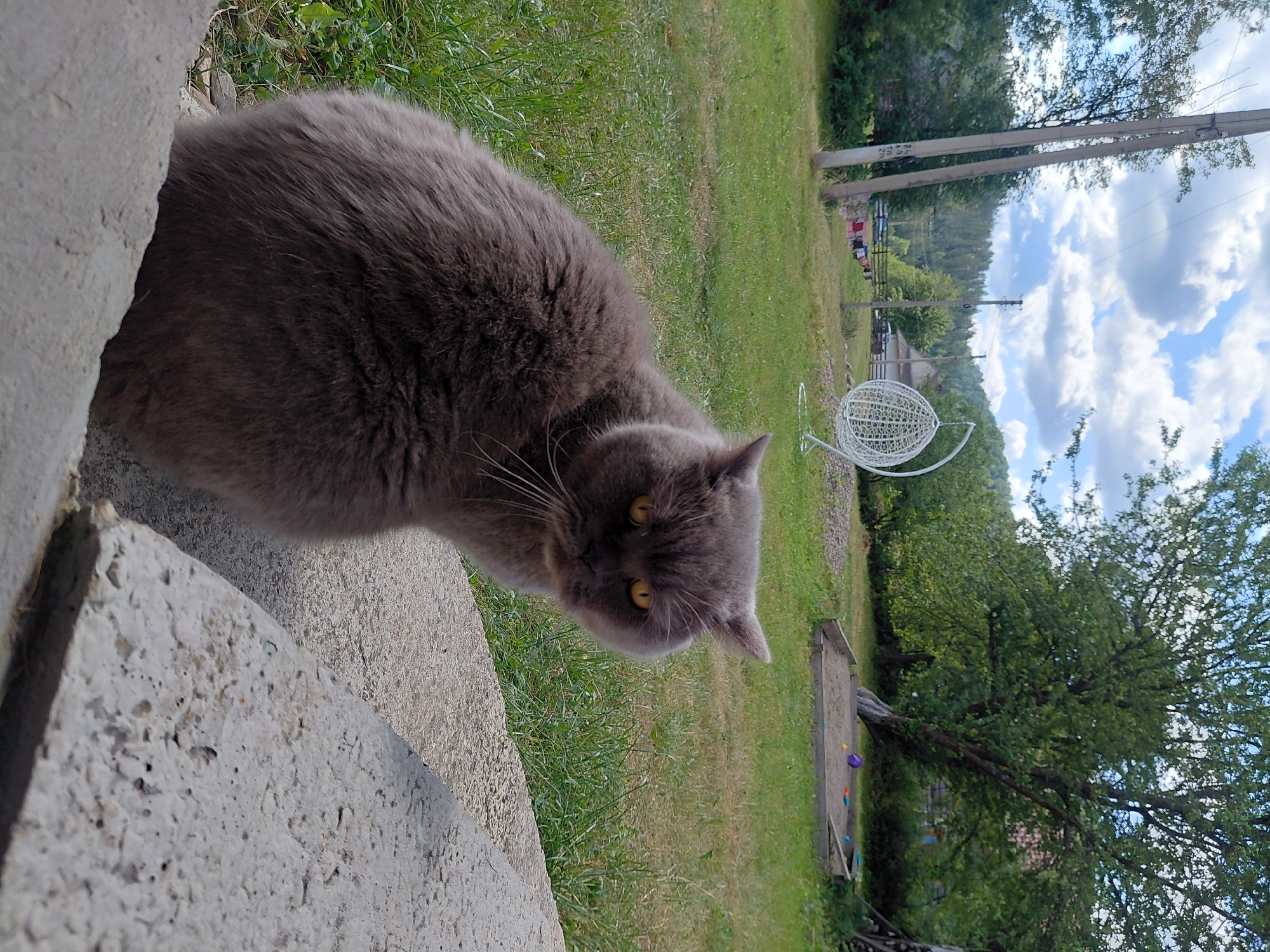 Summer morning in rural Chernyk: landscapes, a cat, and a kid in the grass