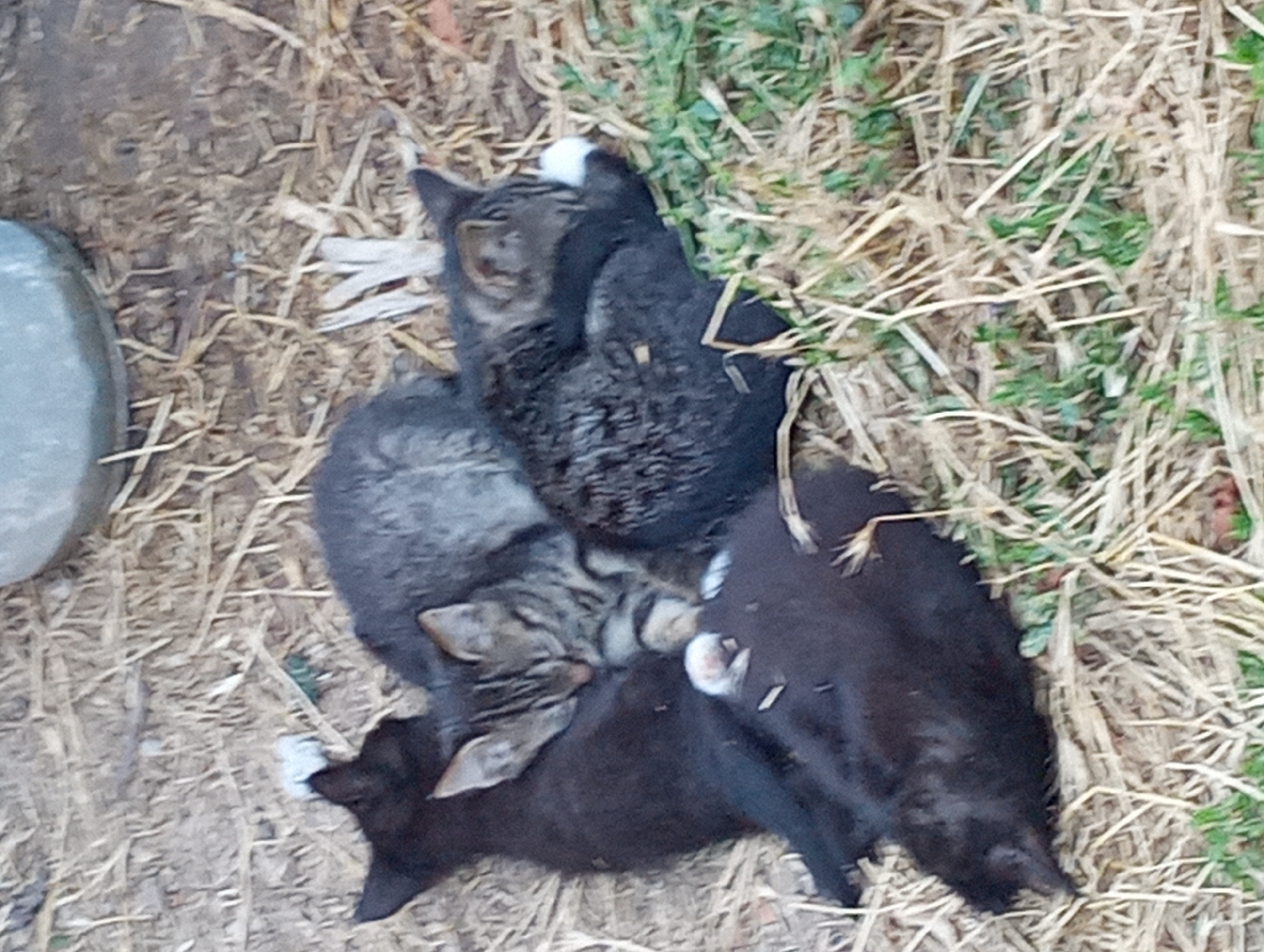 Four kittens resting together on dry ground in Shymkent