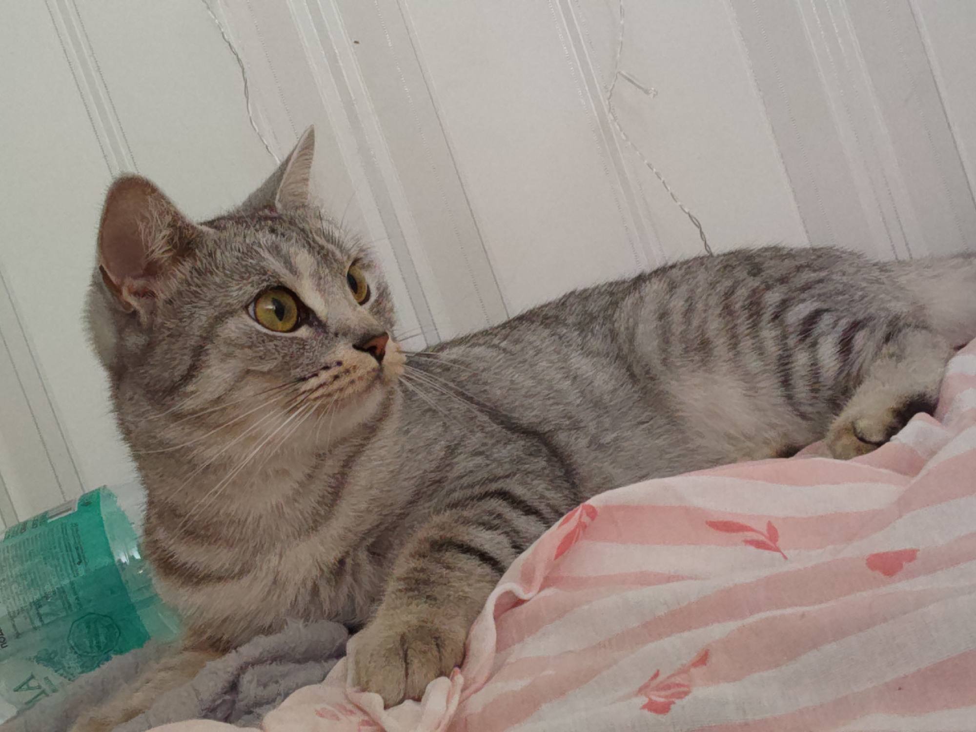 Tabby cat spotted resting on bedding Thursday morning