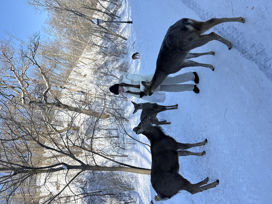 Woman feeds deer in snowy Ukrainian park during winter morning