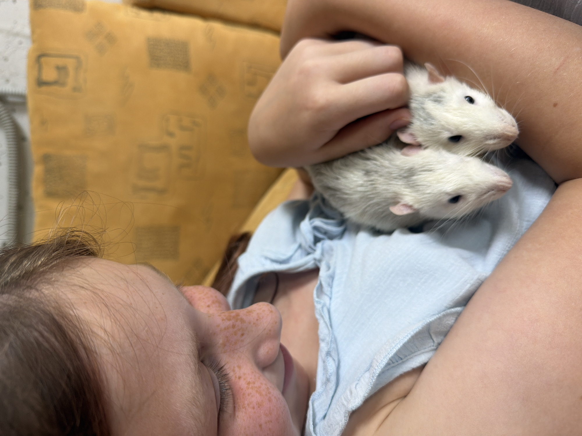 Quiet moment with two pet rats in Dubovaya