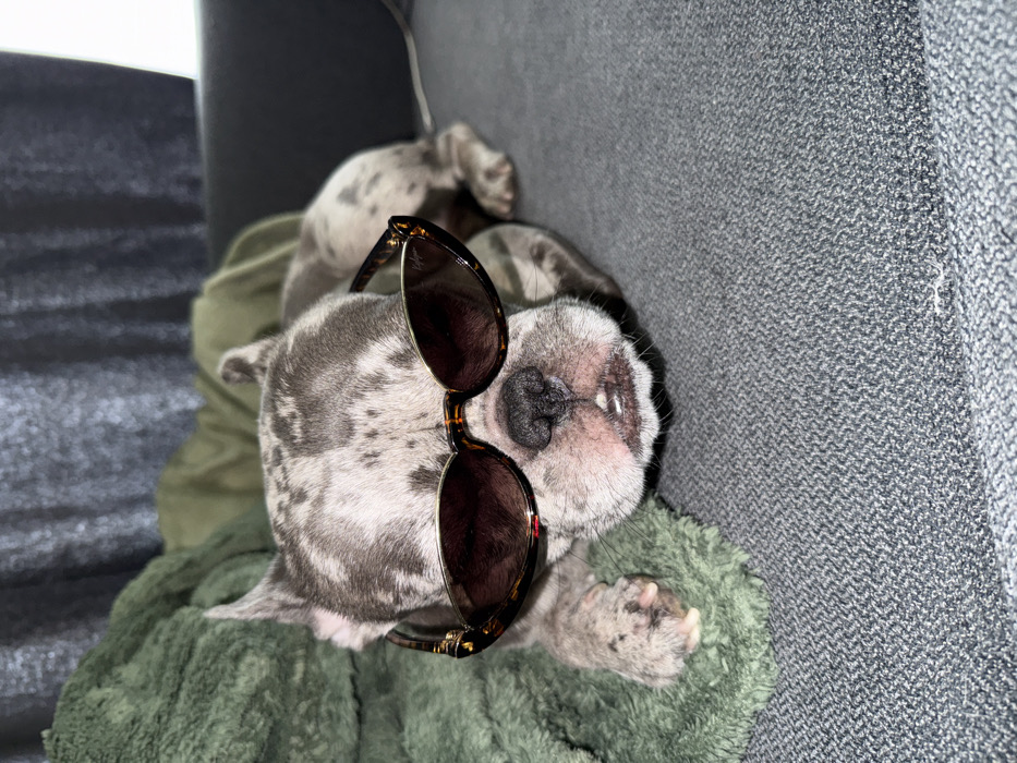 French Bulldog photoshoot documented across Sofia locations Friday morning