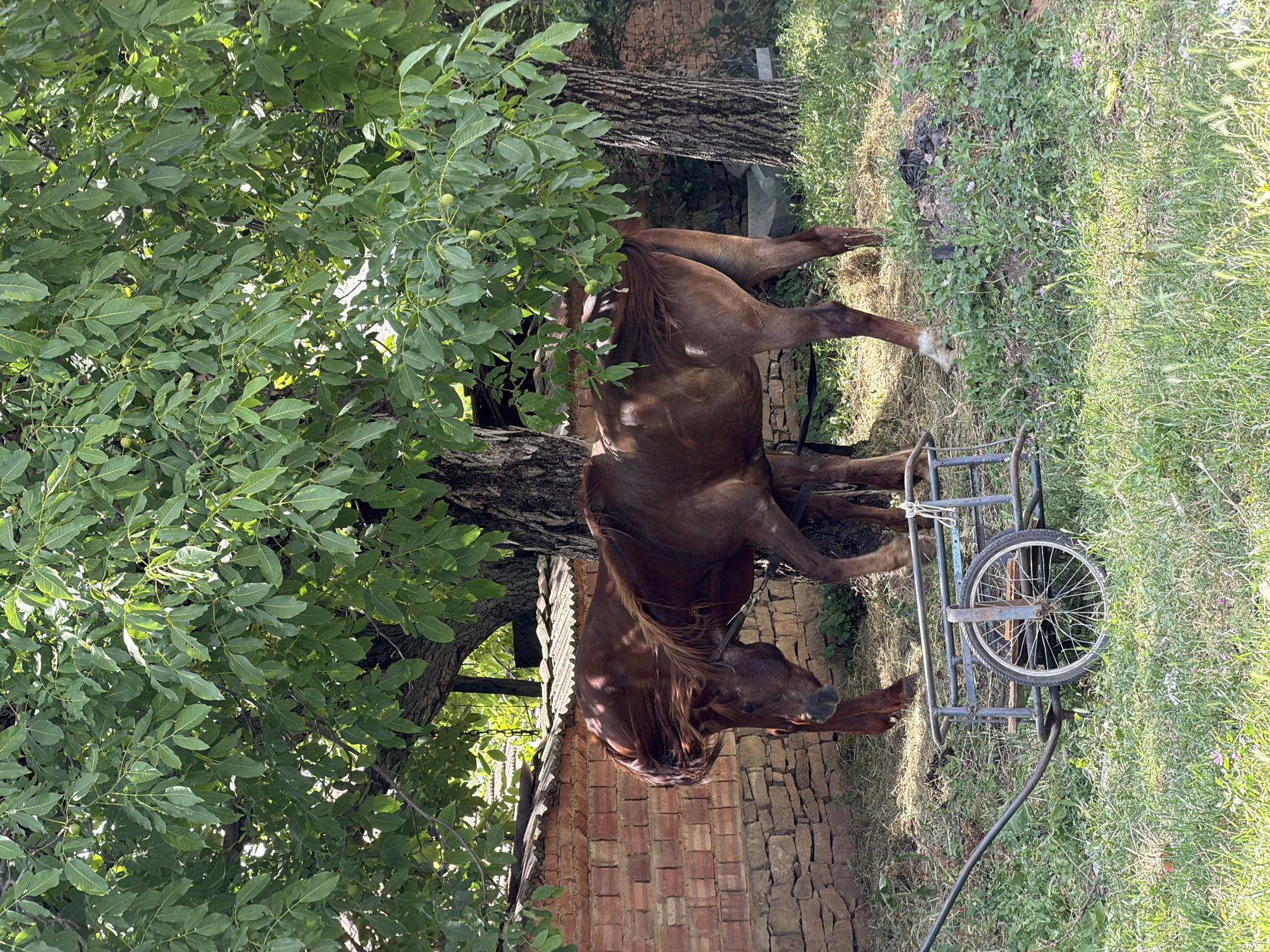 Quiet village life in Bahovitsa — horses, cats, and homes
