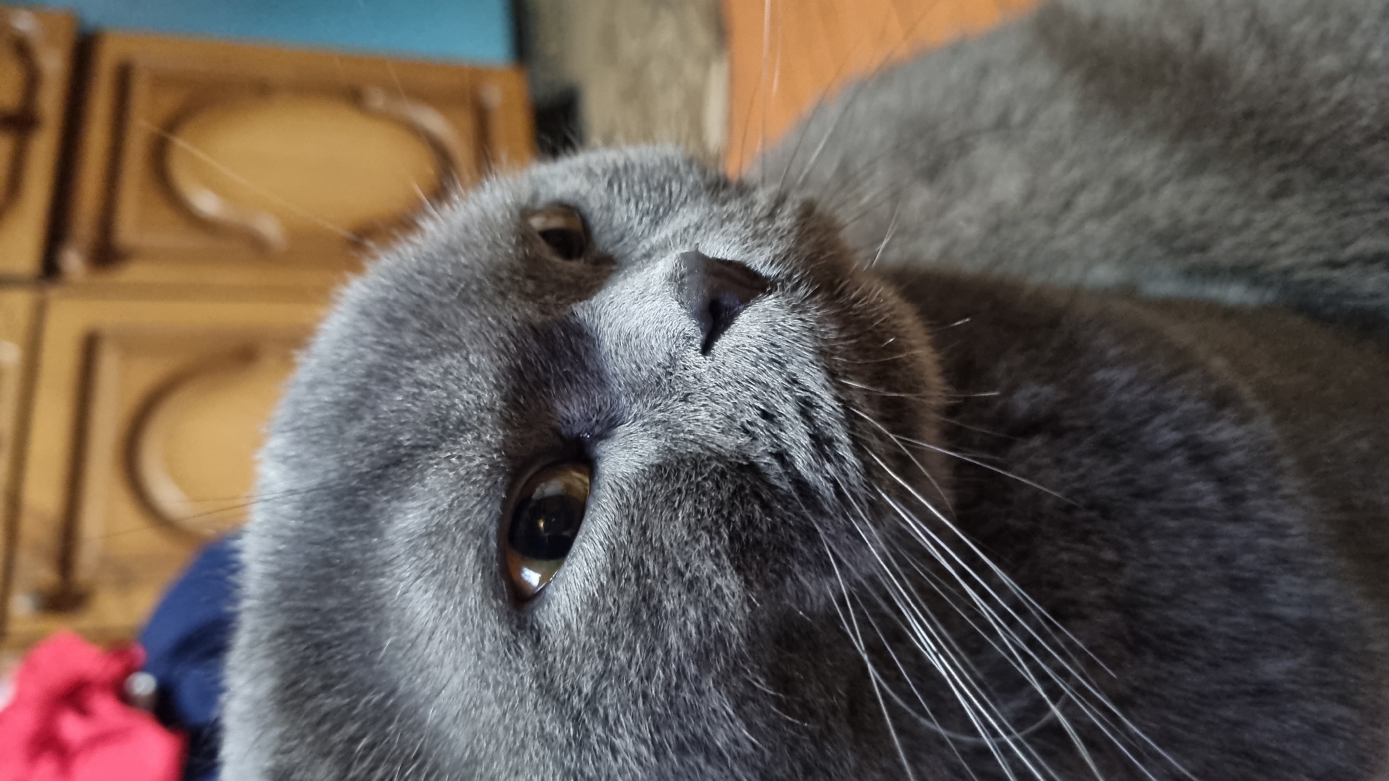 Scottish Fold cat photographed extensively at home in Vysokoe