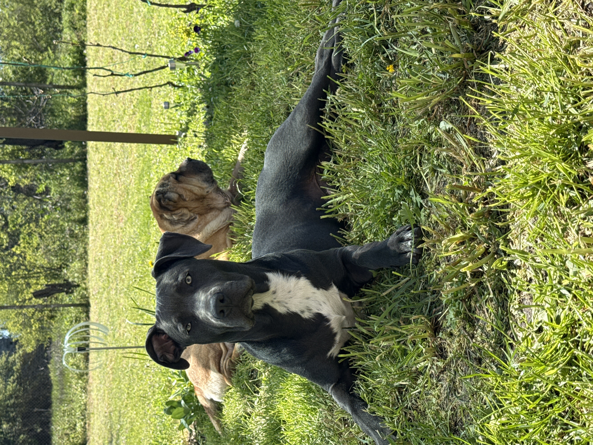 Two dogs rest peacefully in grassy area, Zornitsa Bulgaria