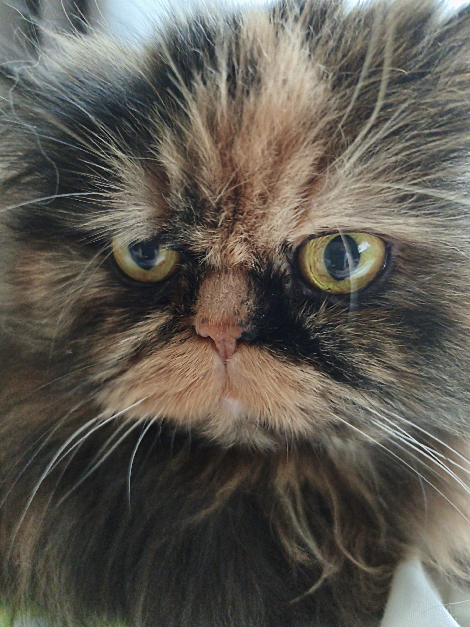 Close-up portraits of fluffy Persian and tortoiseshell cats