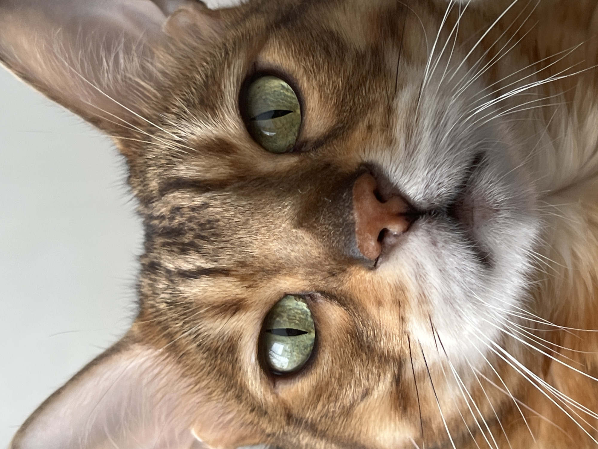 Bengal cats relaxing and playing at a Yekaterinburg apartment