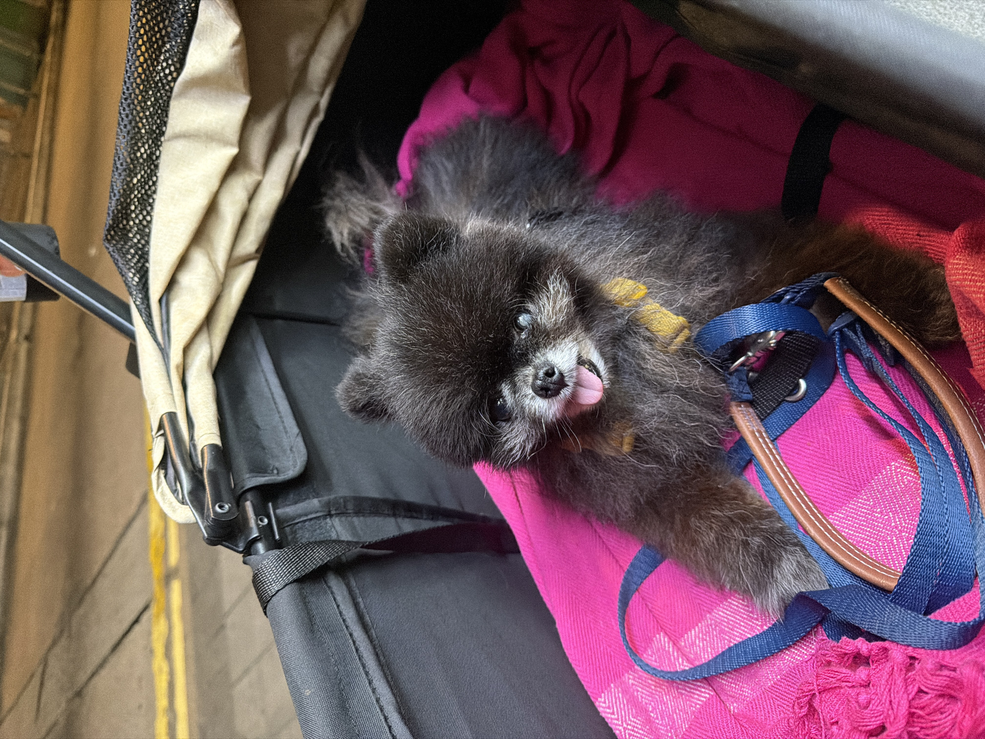 Pomeranian dog spotted in stroller during evening in Hong Kong