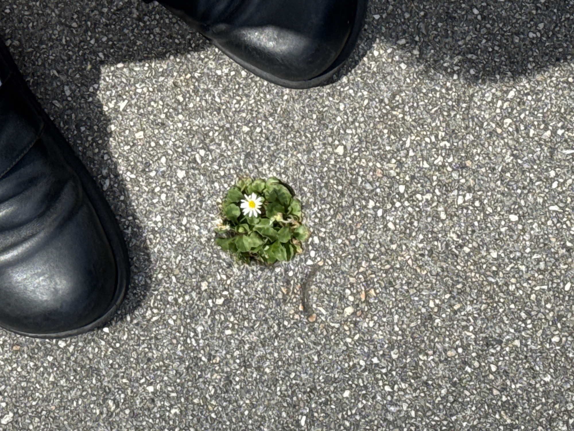 Daisy blooms through pavement crack in Santiago de Compostela