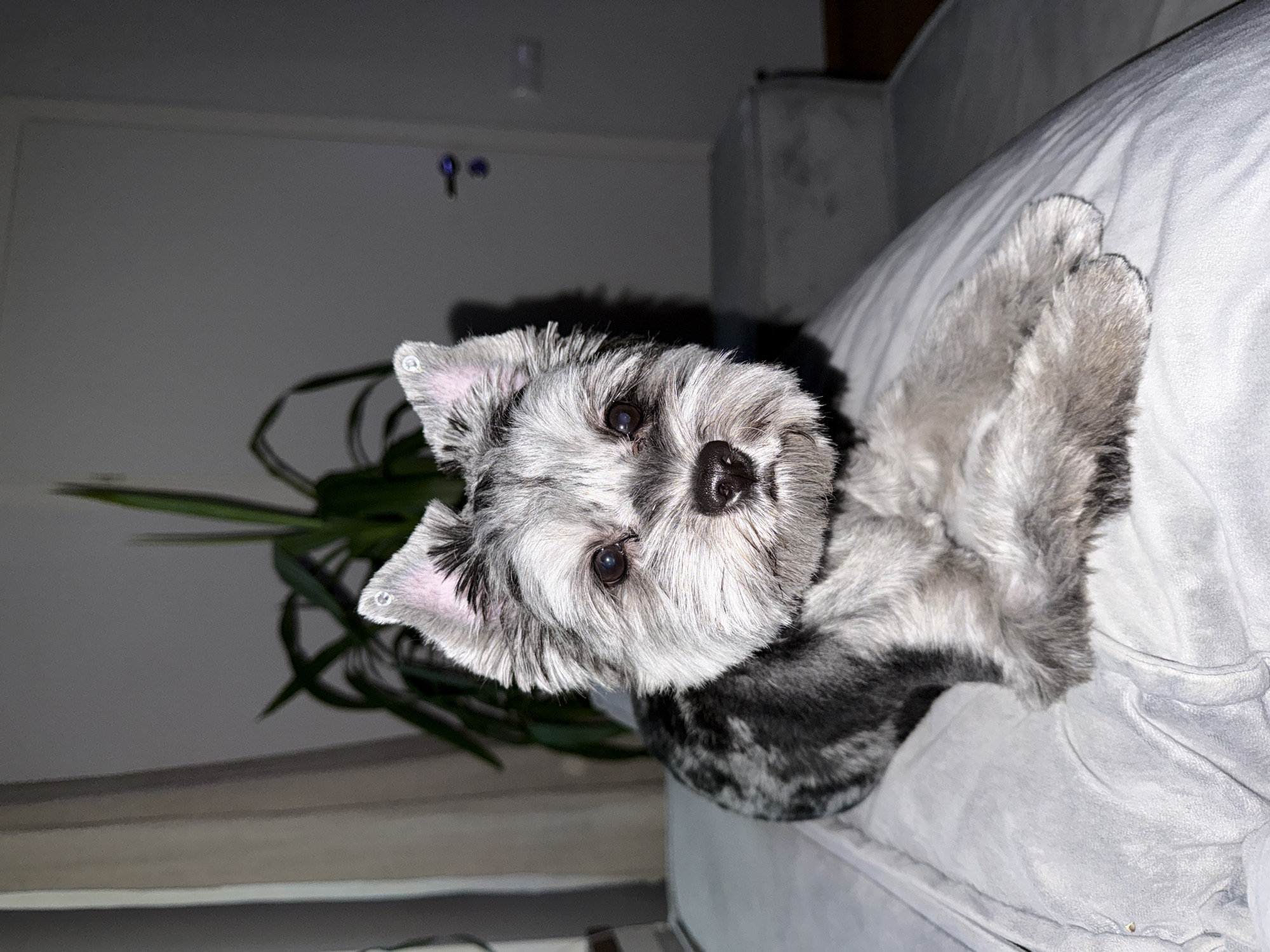 Relaxed afternoon with dog and bedtime moments in Chaikovsky