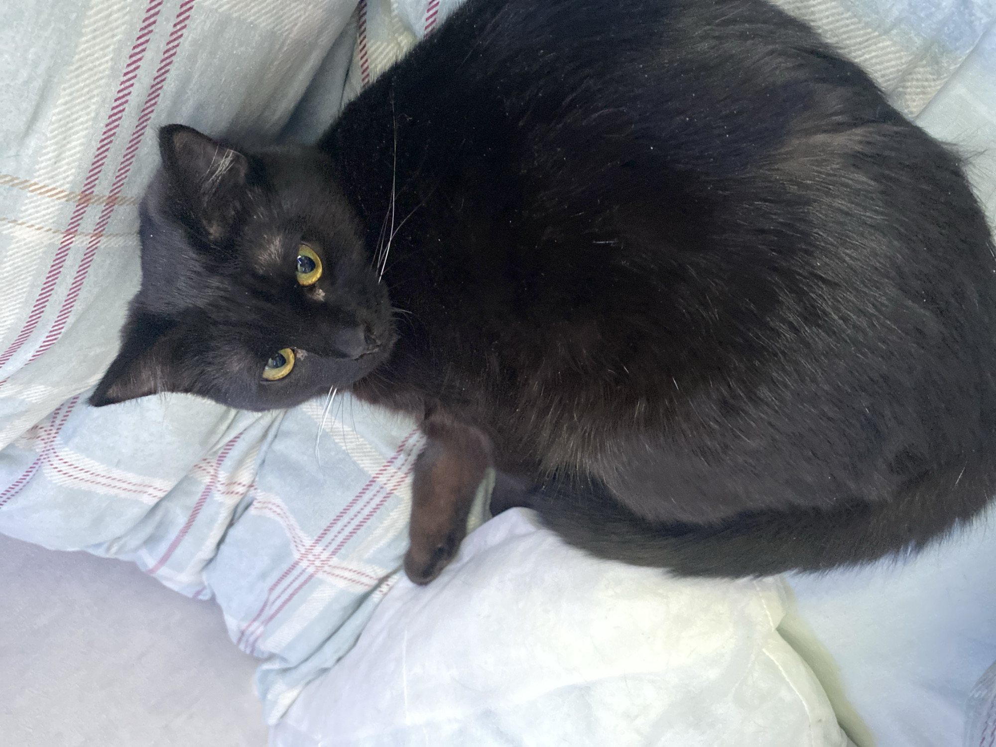 Black cat resting on bed captured in Izhevsk home