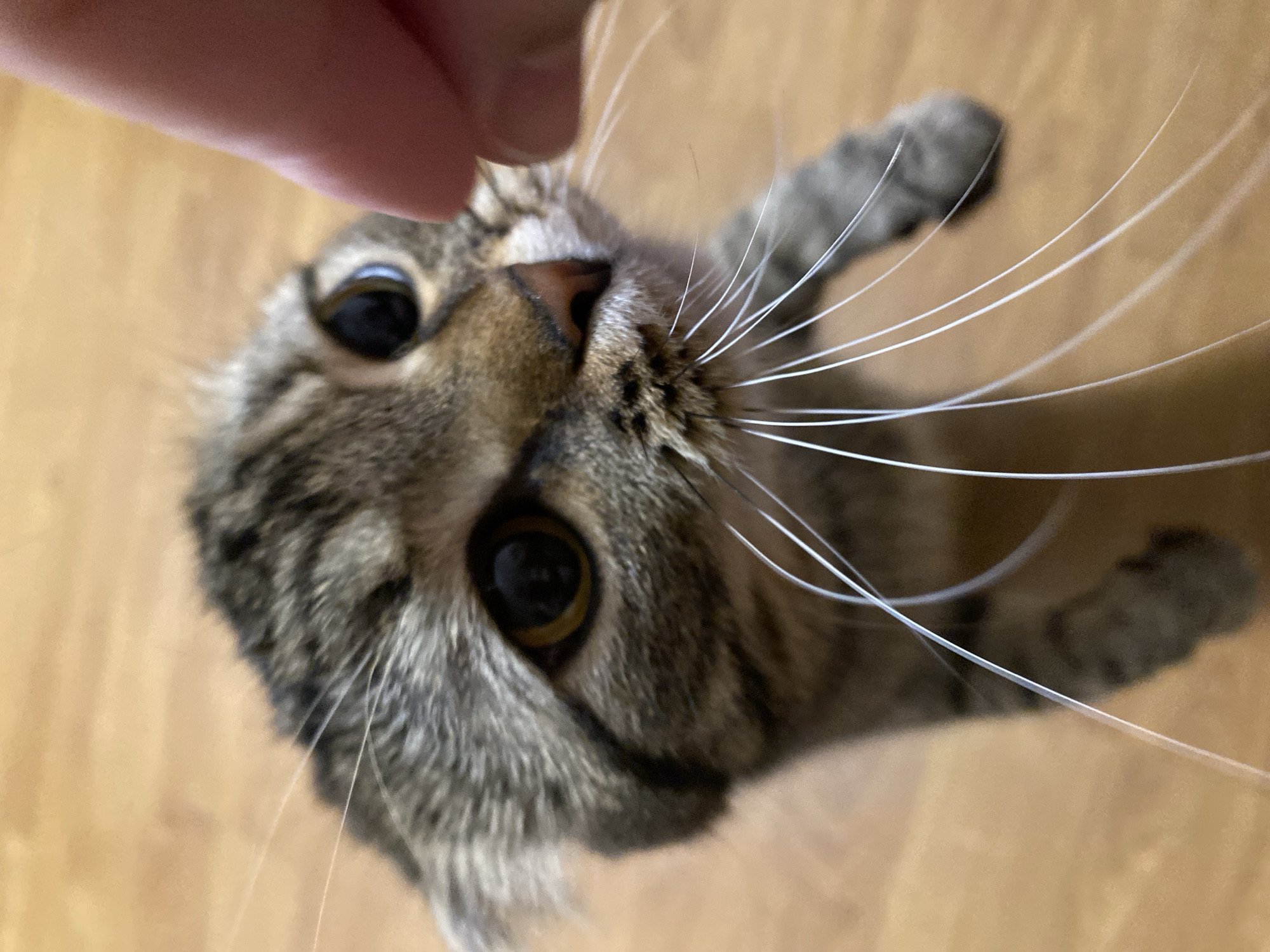 Kitten playtime and cozy celestial vibes in Pokhvistnevo