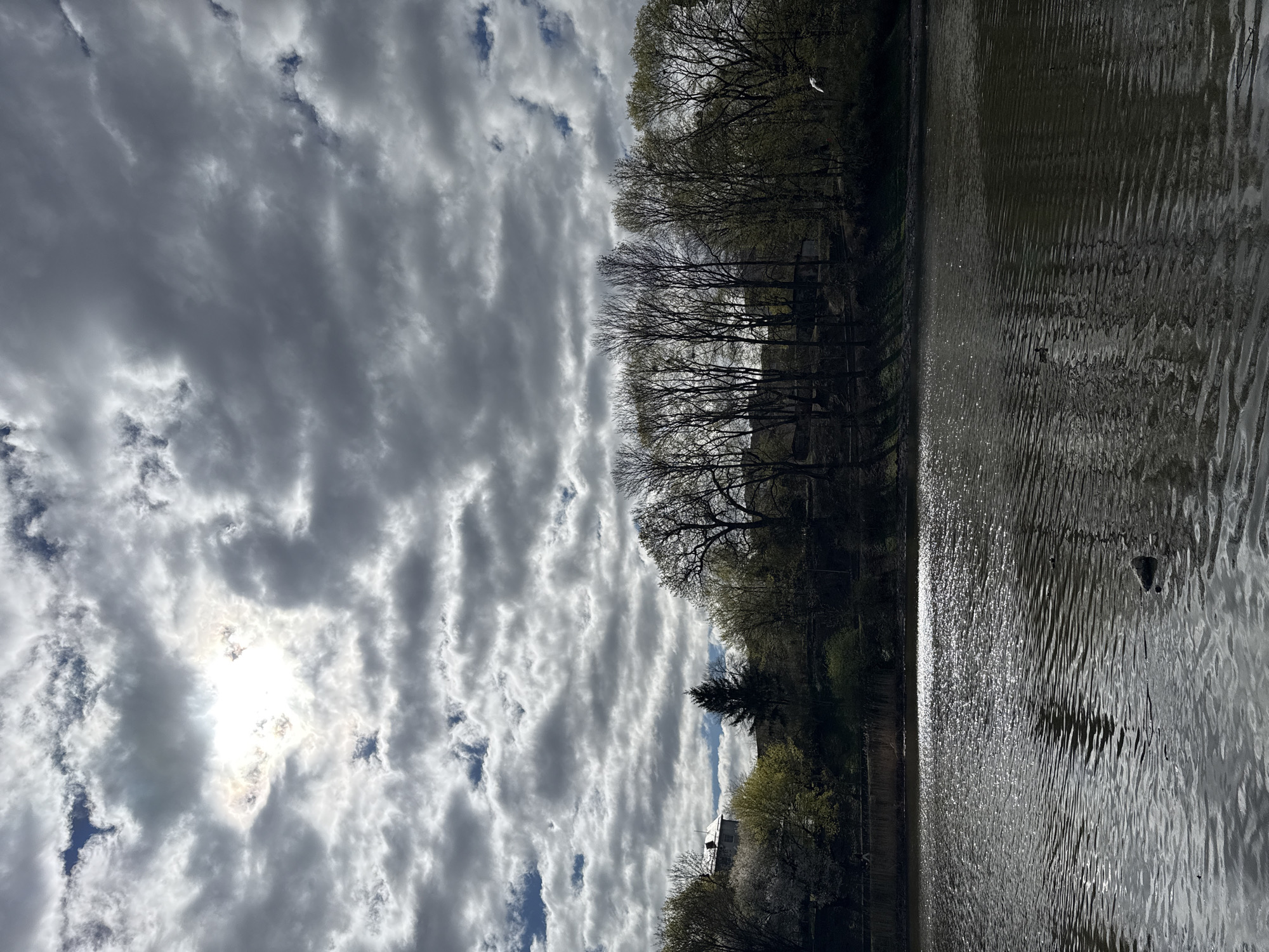 Spring morning landscapes documented across Kaliningrad waterways and parks