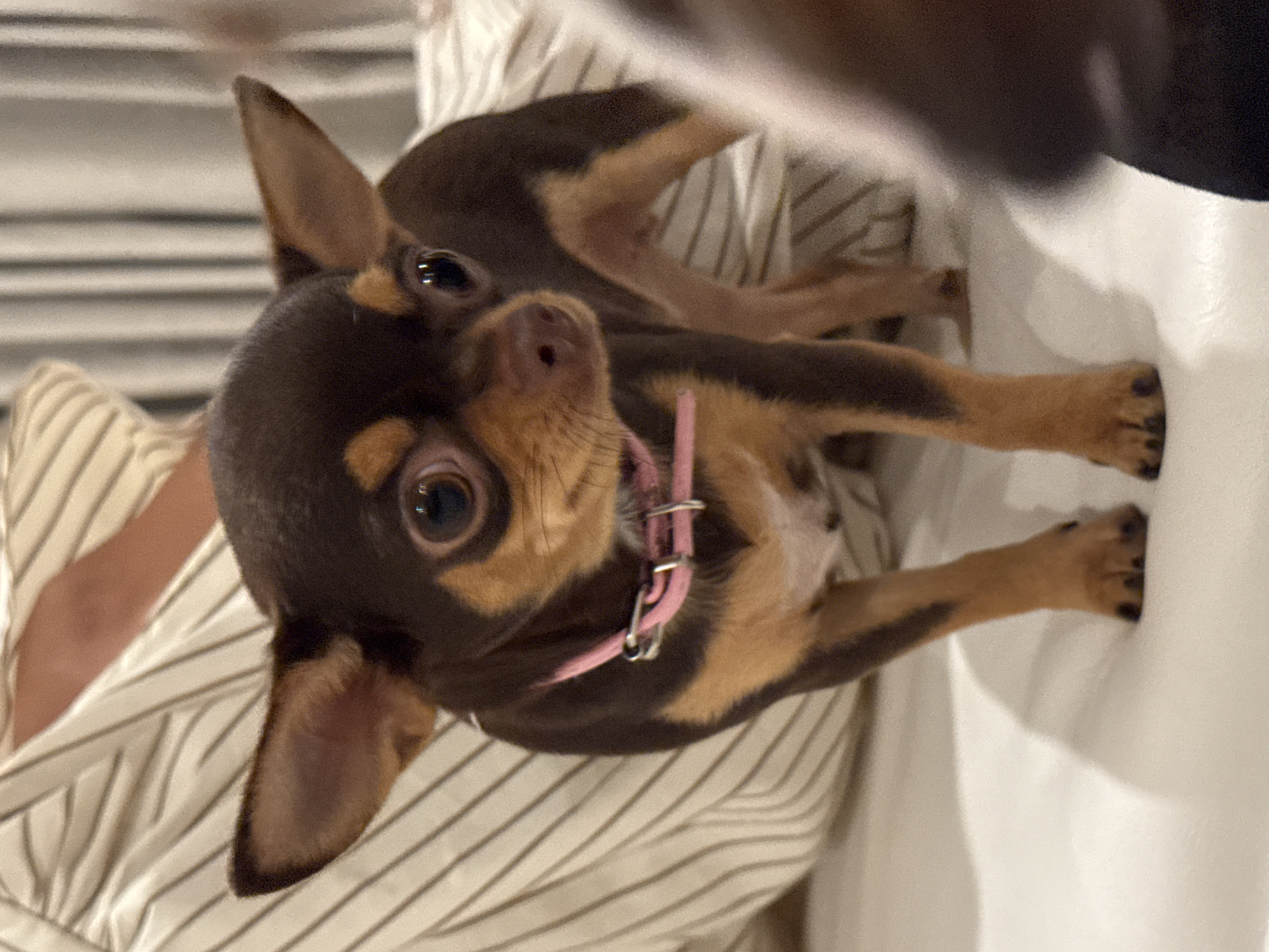 Chihuahuas and dachshunds at home in Kuta Selatan
