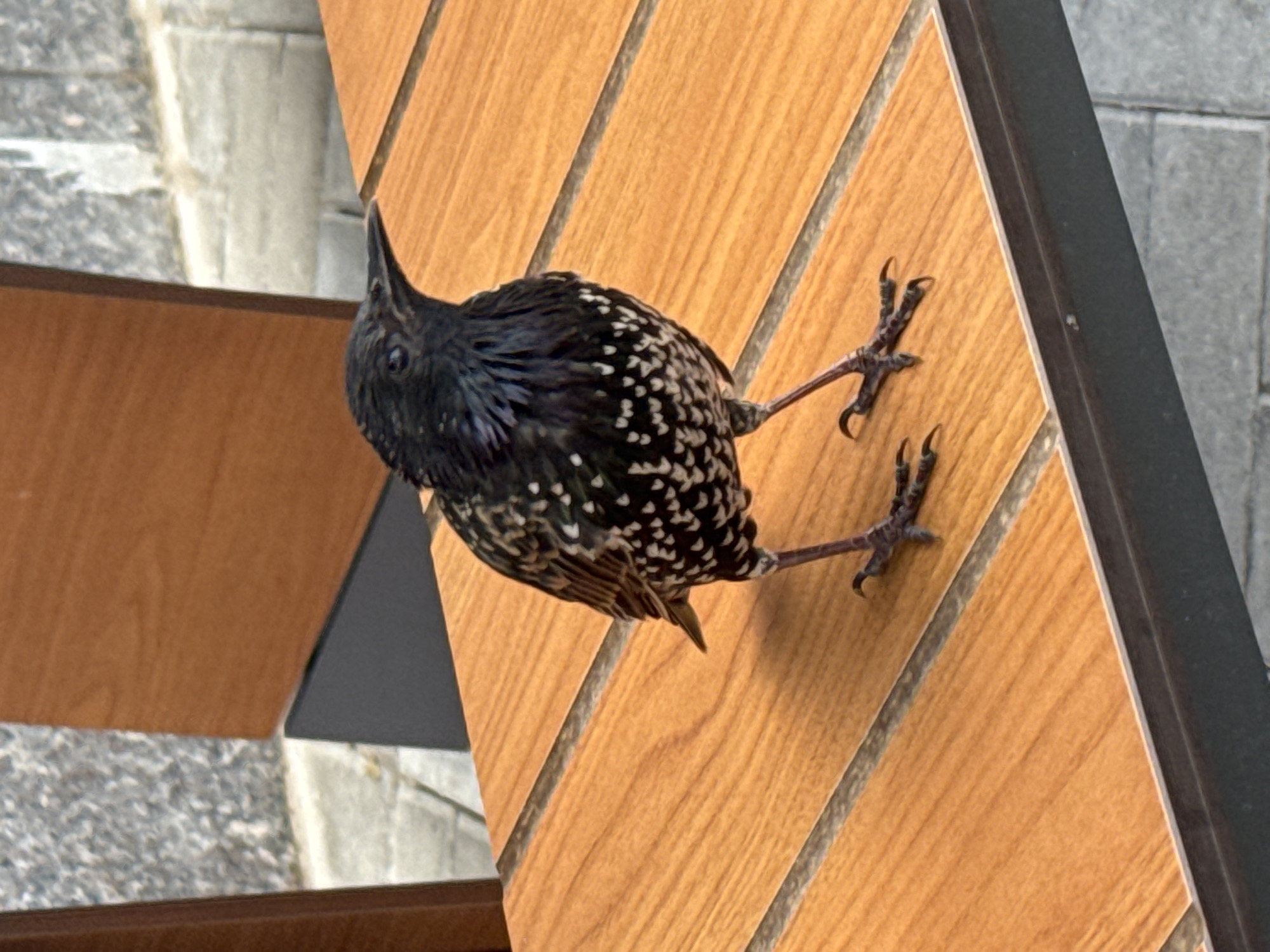 Starlings, flower hats, and hard hats on a slow morning