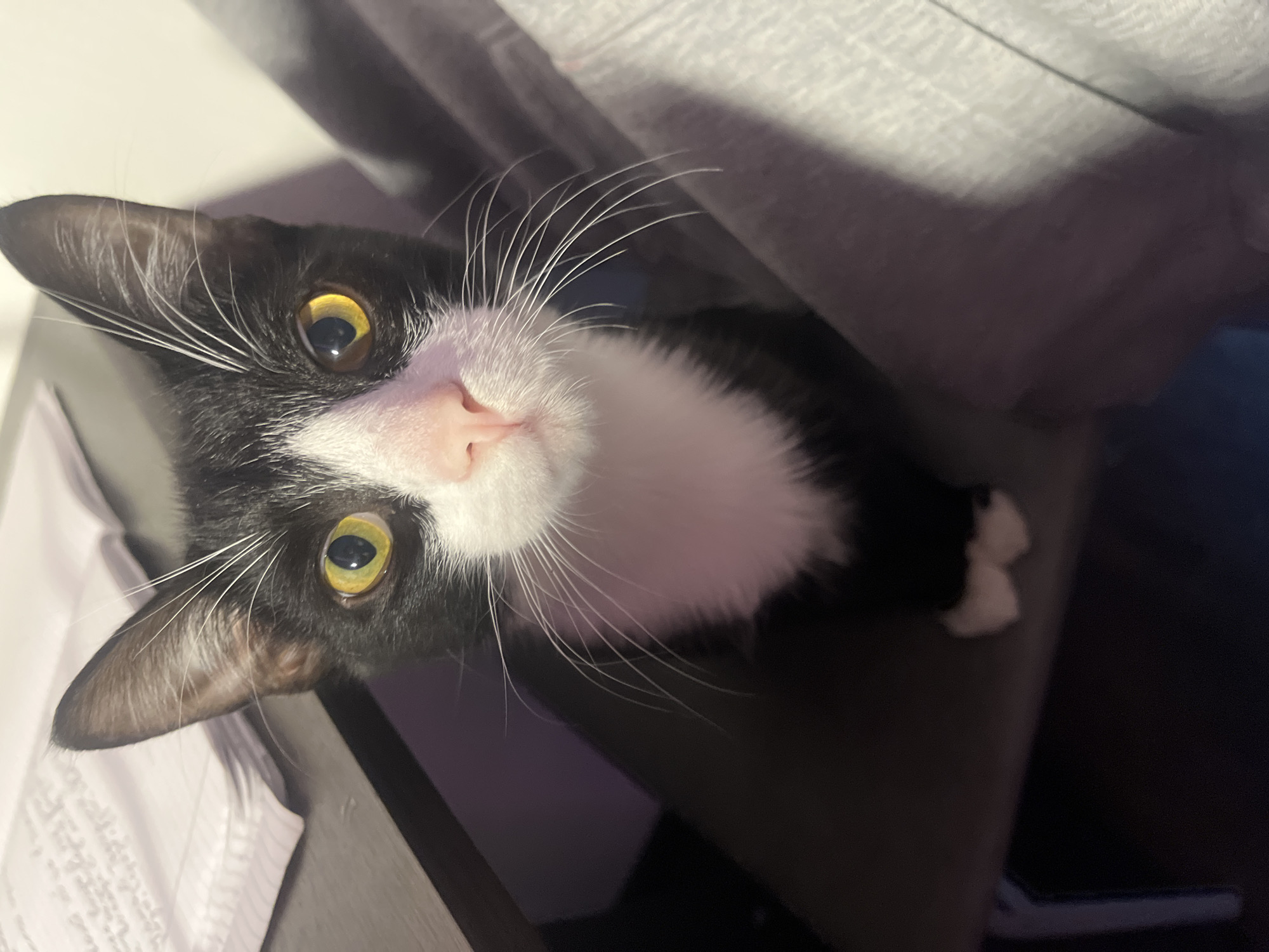 Saint Petersburg resident shares cat, meal, social media moments