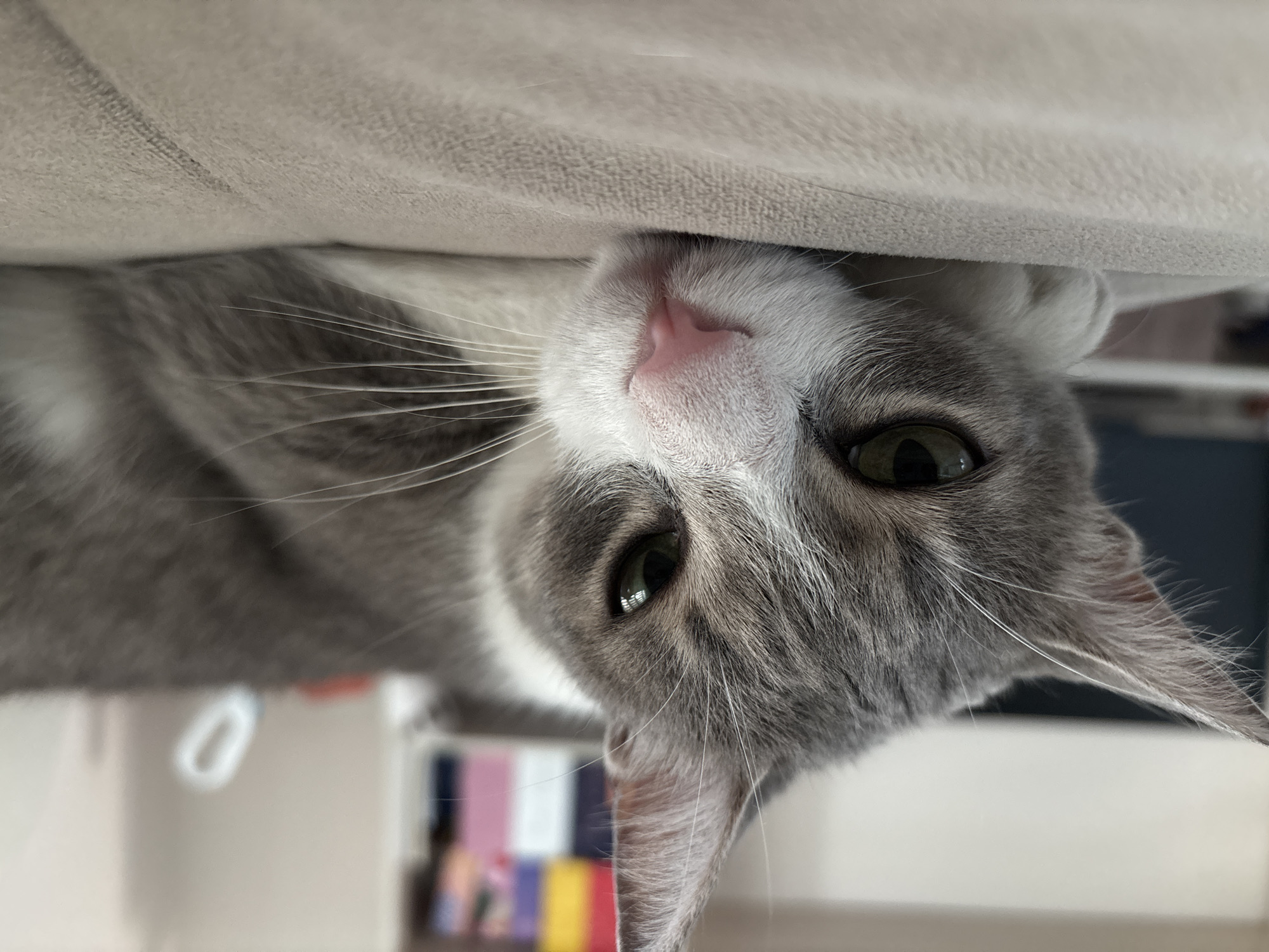 Cat photographed upside-down beneath furniture in Bulgarian village