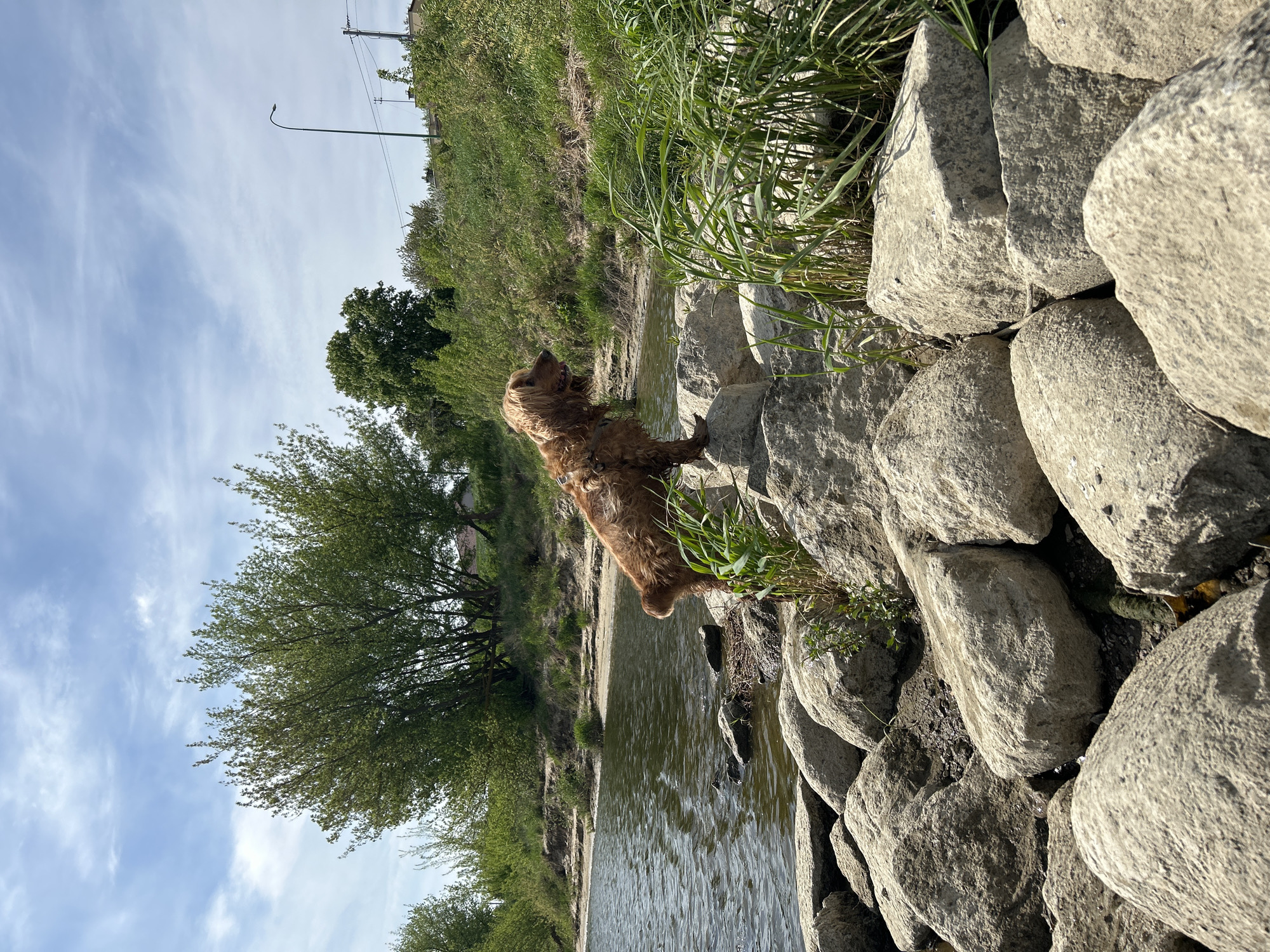 Cocker Spaniel plays on rocks along riverbank in Tczew