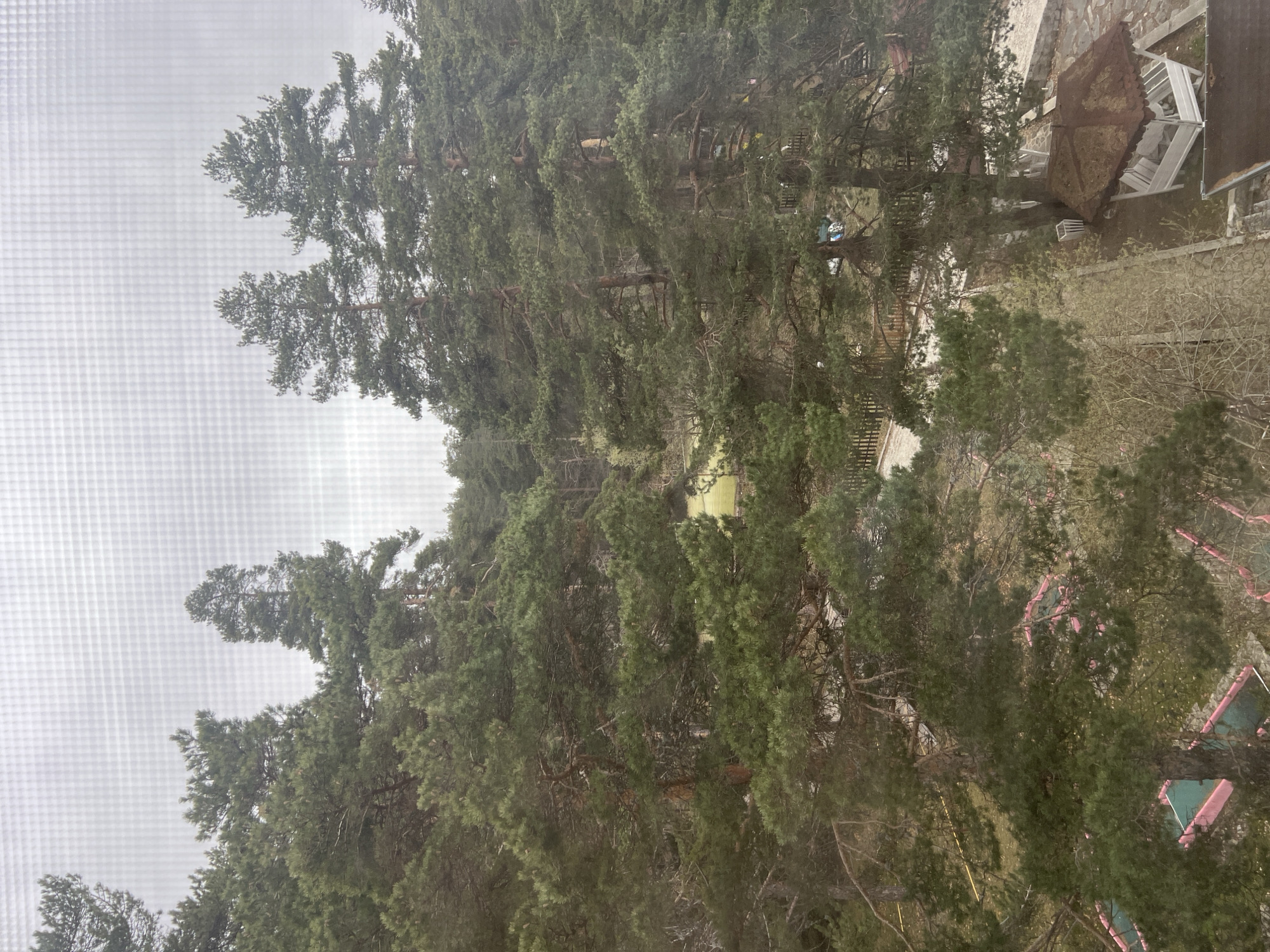Window view of pine trees, building recorded in Dedovo
