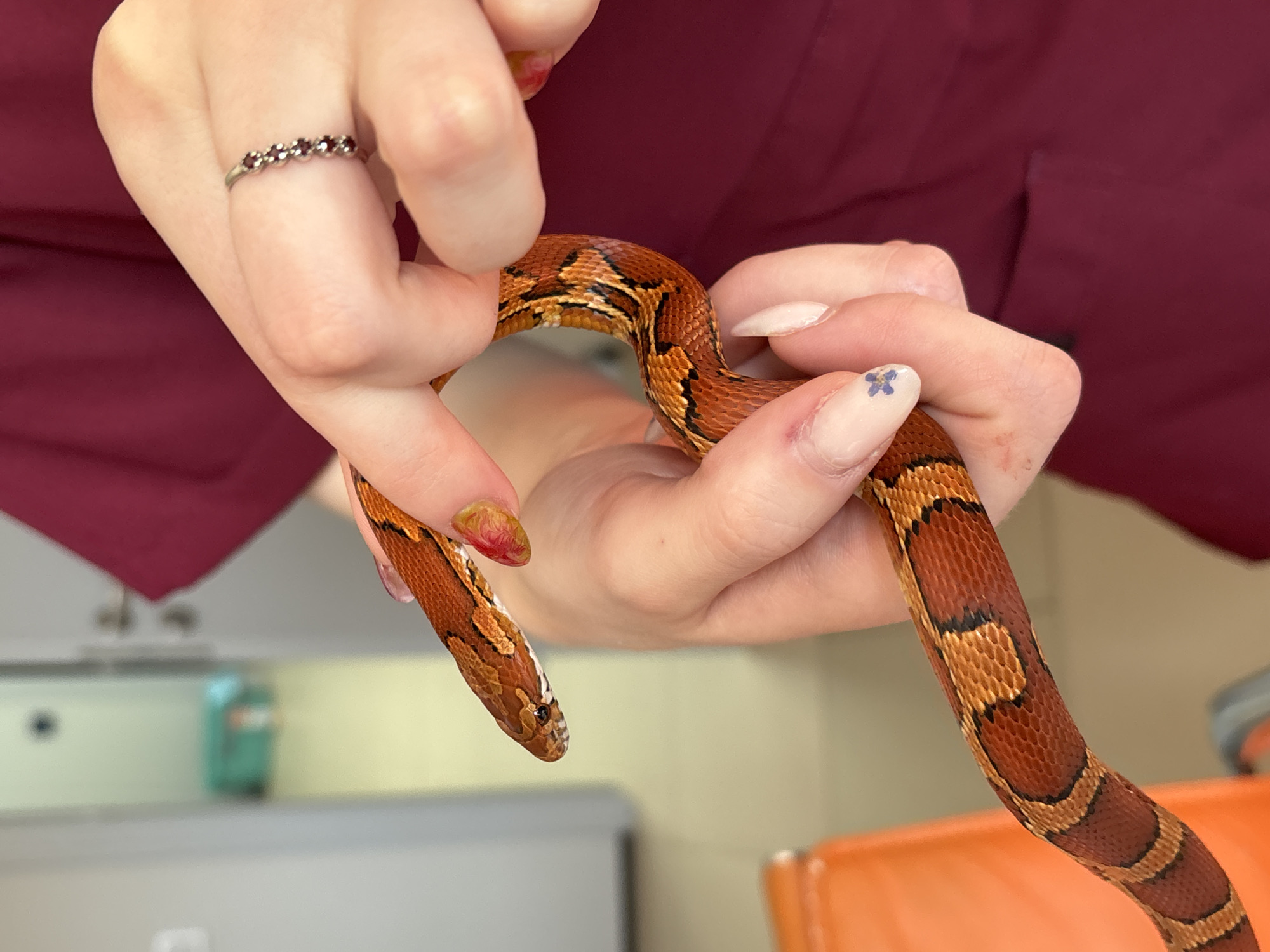 Corn snake coiled across hands in Klin, Russia