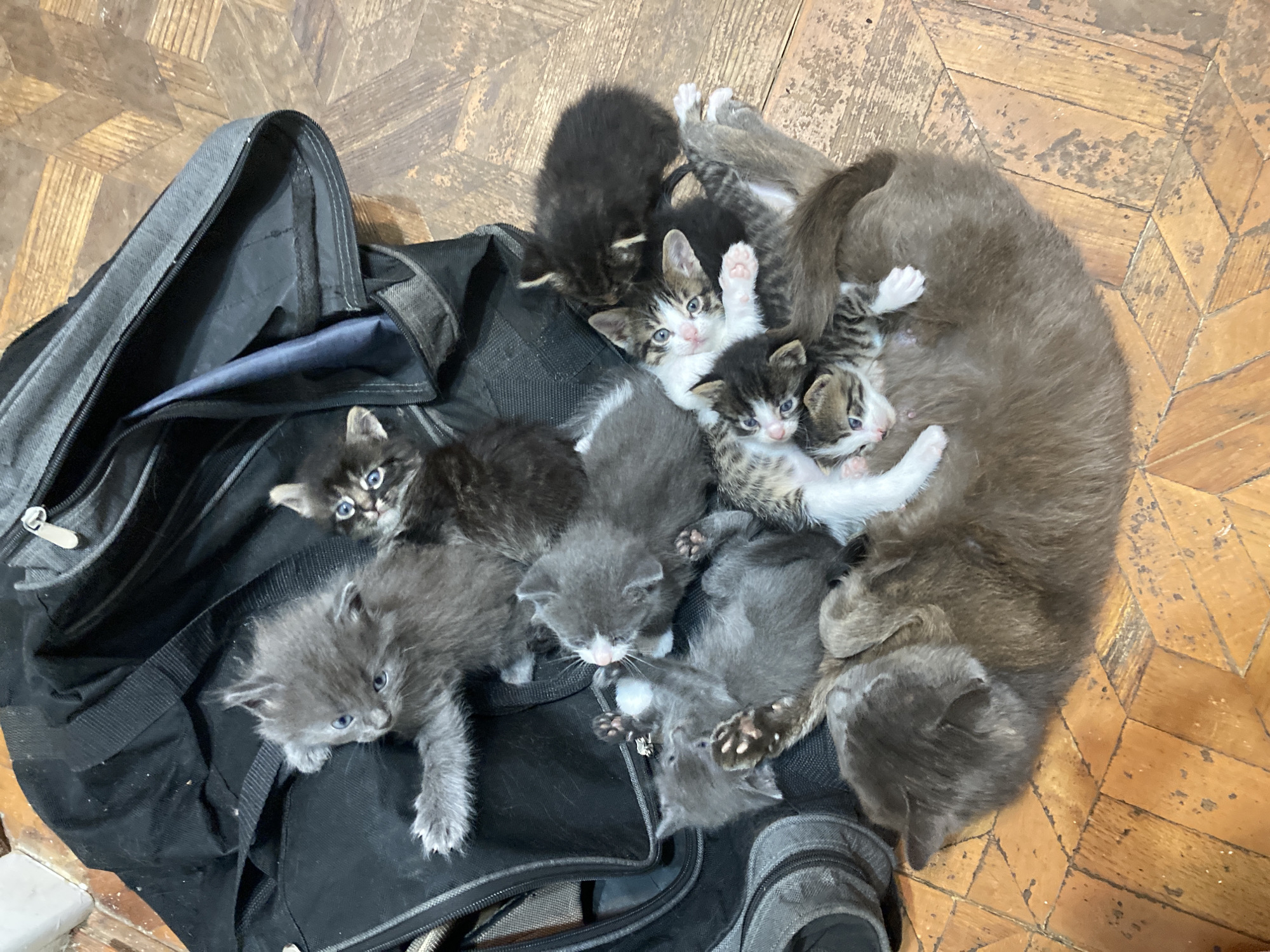 Litter of kittens piled on a duffel bag in Ustyvytsia