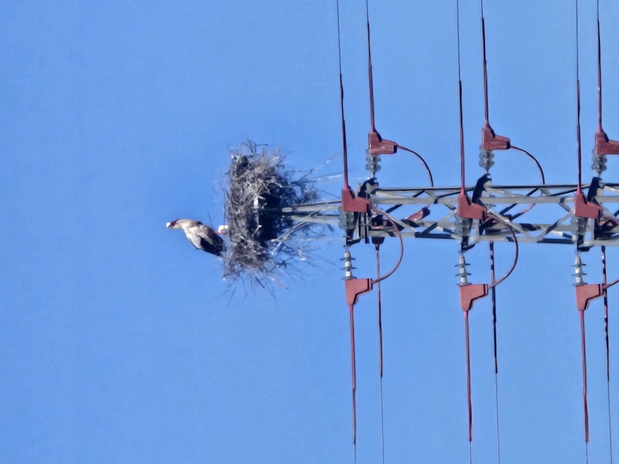 Osprey spotted nesting on electrical tower in Córdoba, Spain