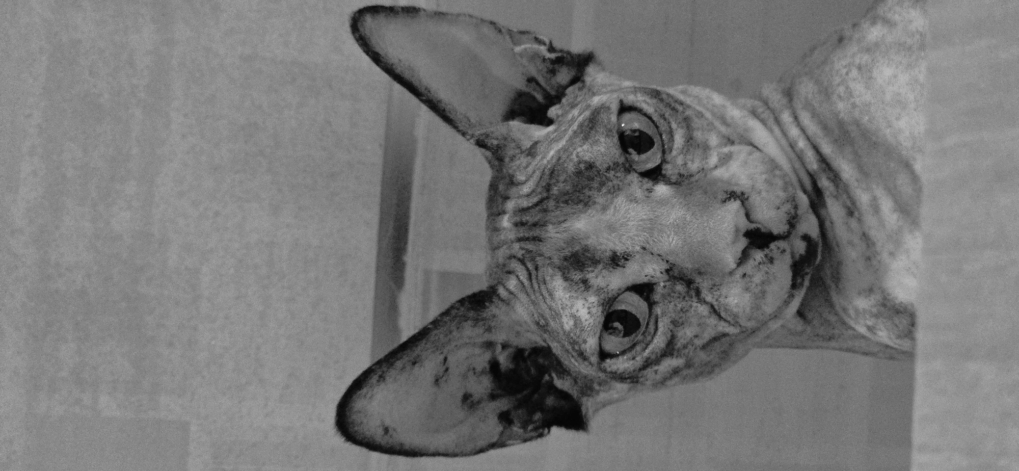 Sphynx cat at home in Baku, lounging and posing