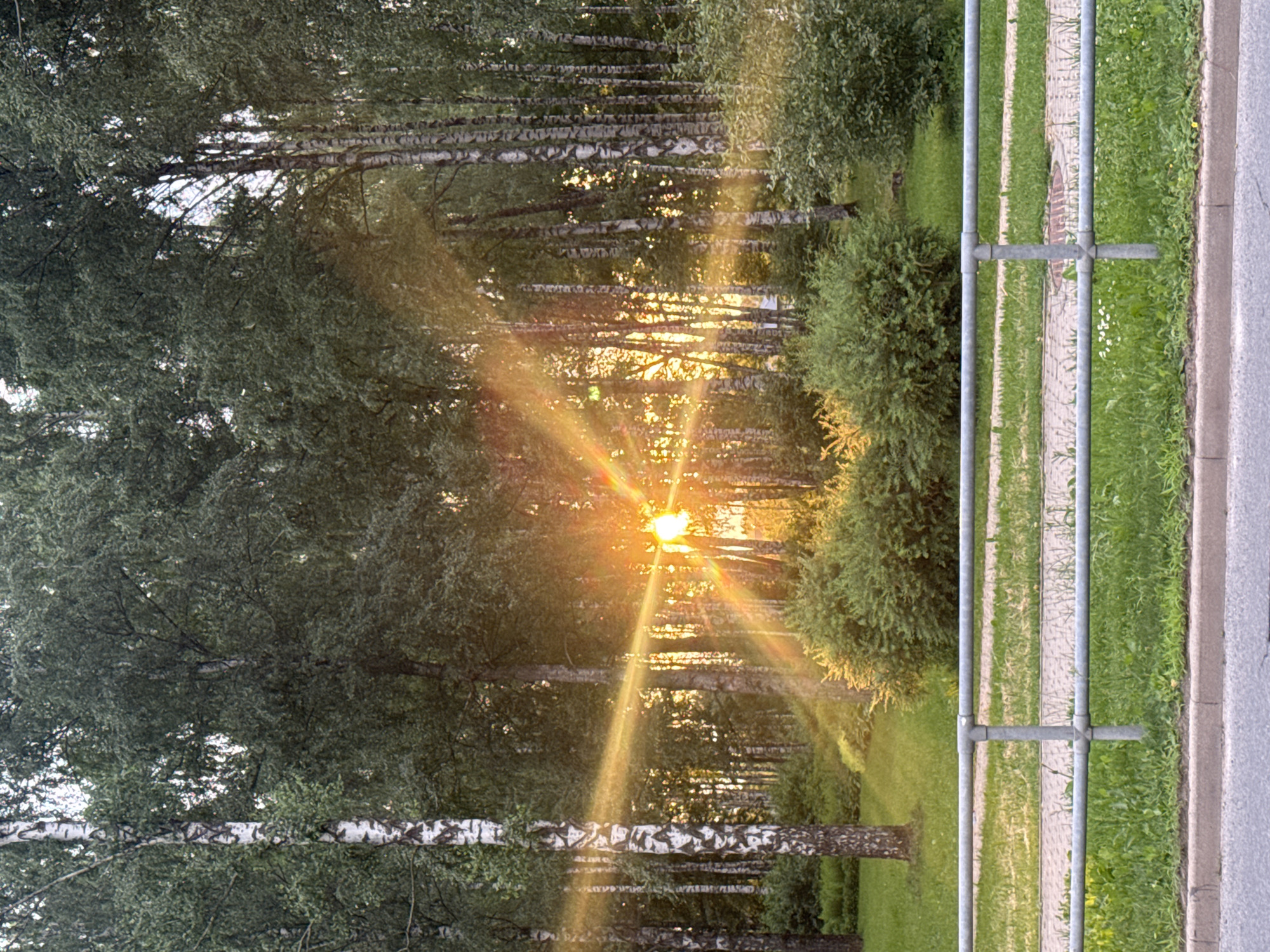 Golden hour skies and forest light at sunset
