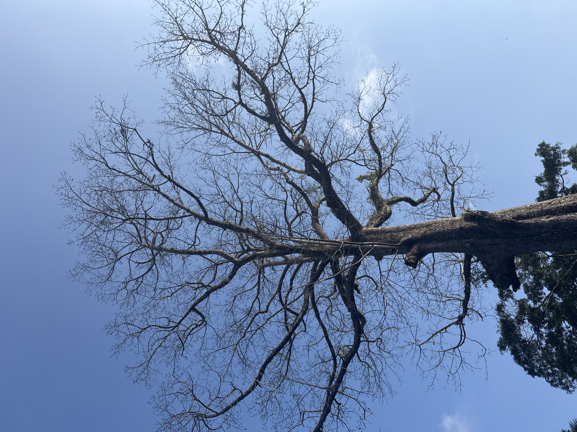 Bare tree and temple complex under a bright blue sky