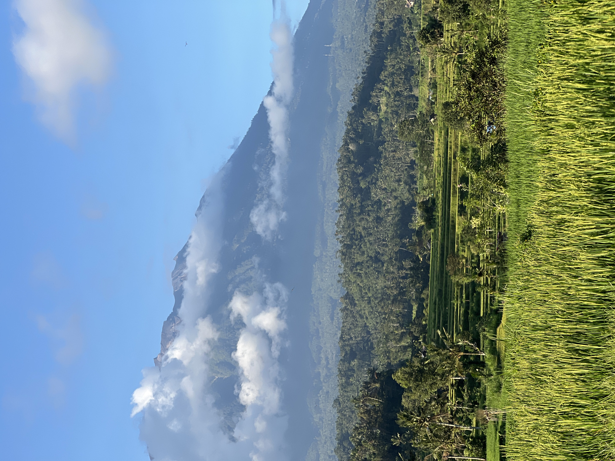 Rural rice paddies documented in Selat, Indonesia morning landscape