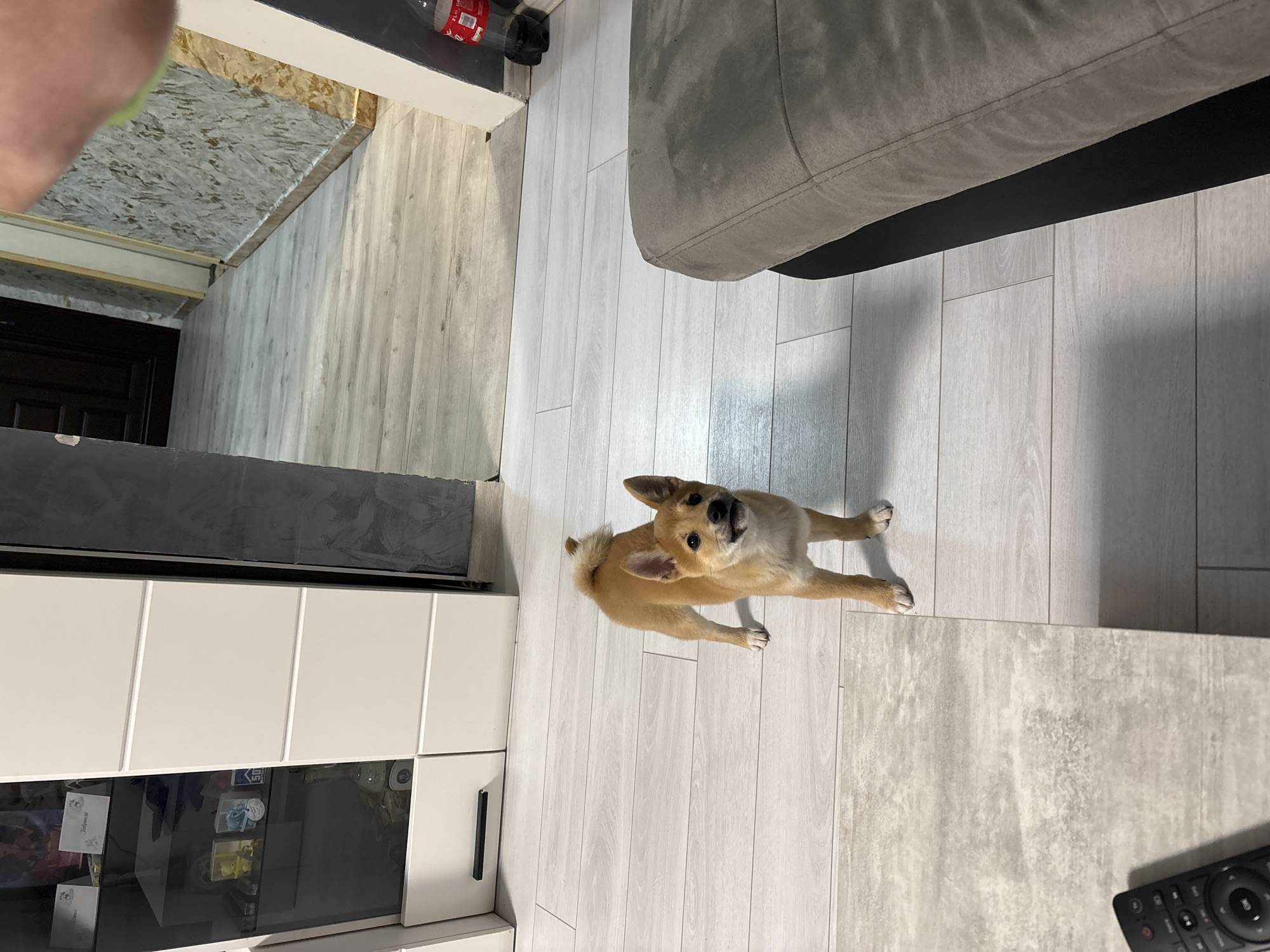 Shiba Inu puppy spotted indoors in Pernik home